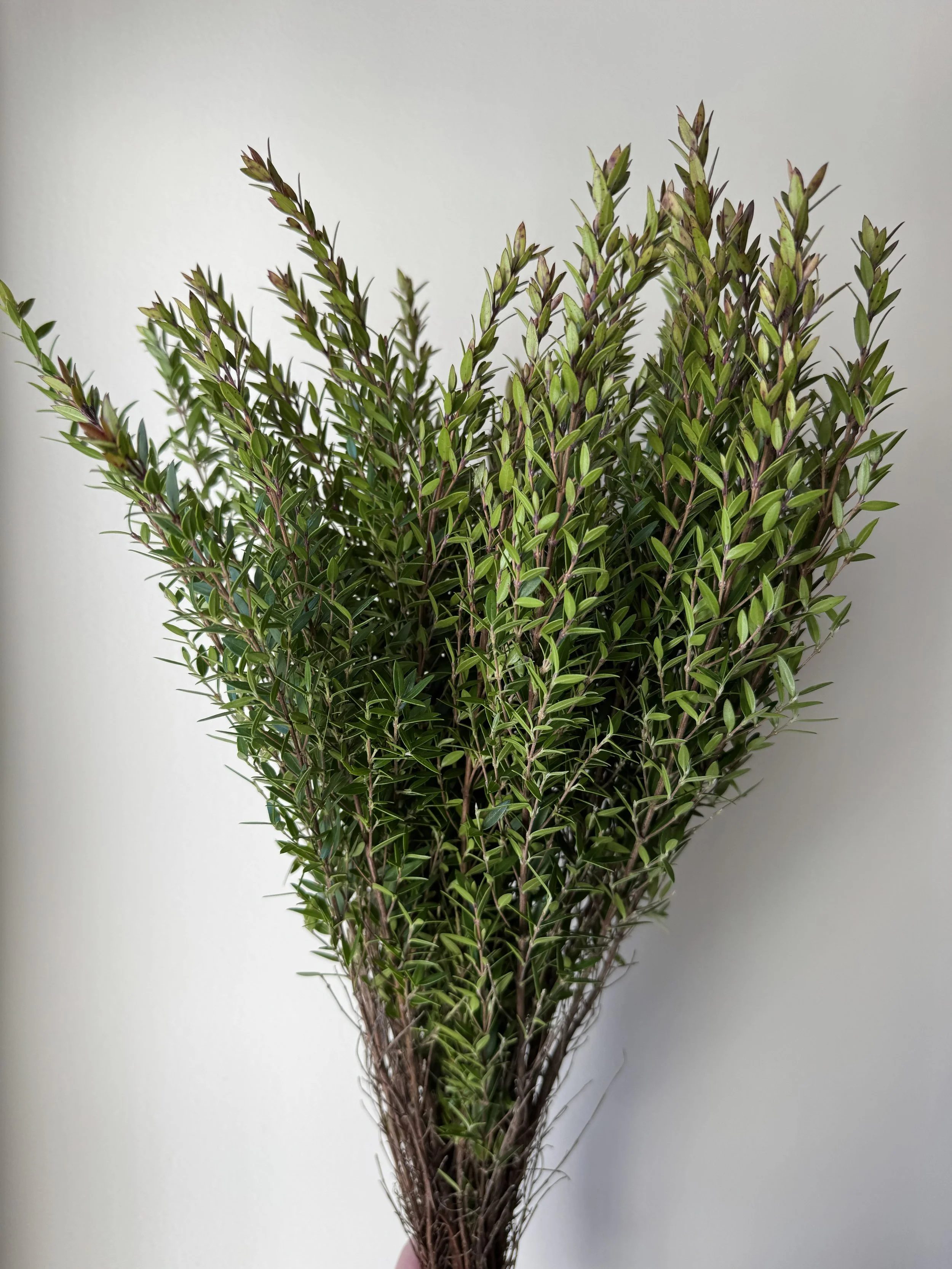 Myrtle - Mini Myrtle