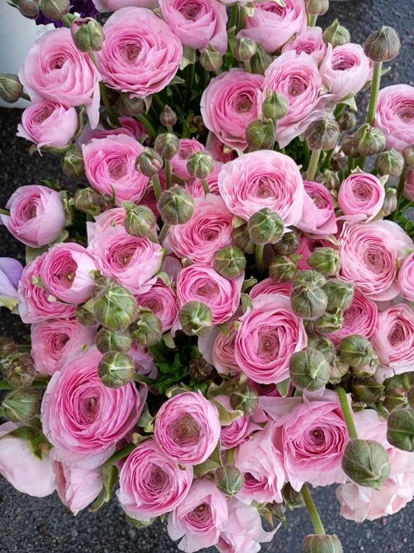 Cloni Ranunculus_6607.jpeg