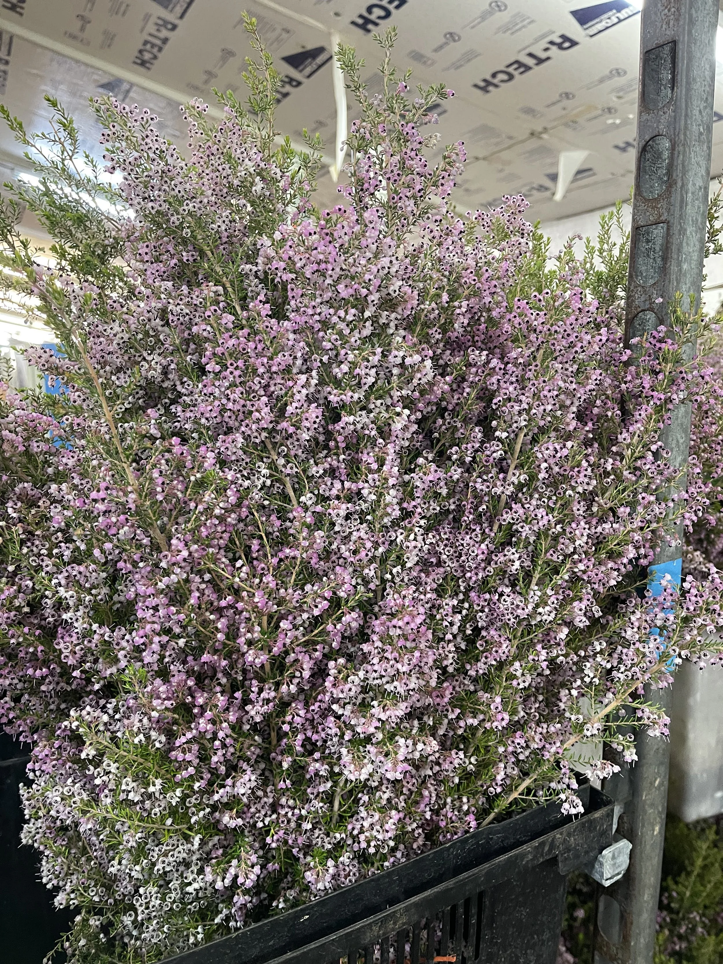 heather melantha_5851.jpeg