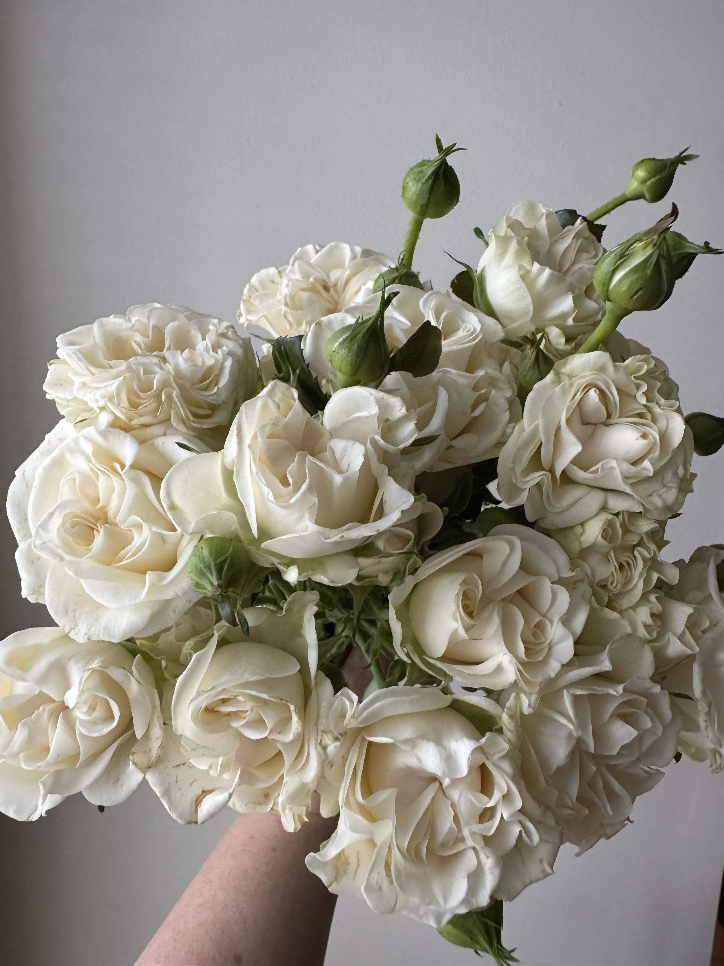 garden spray roses_8141.jpeg