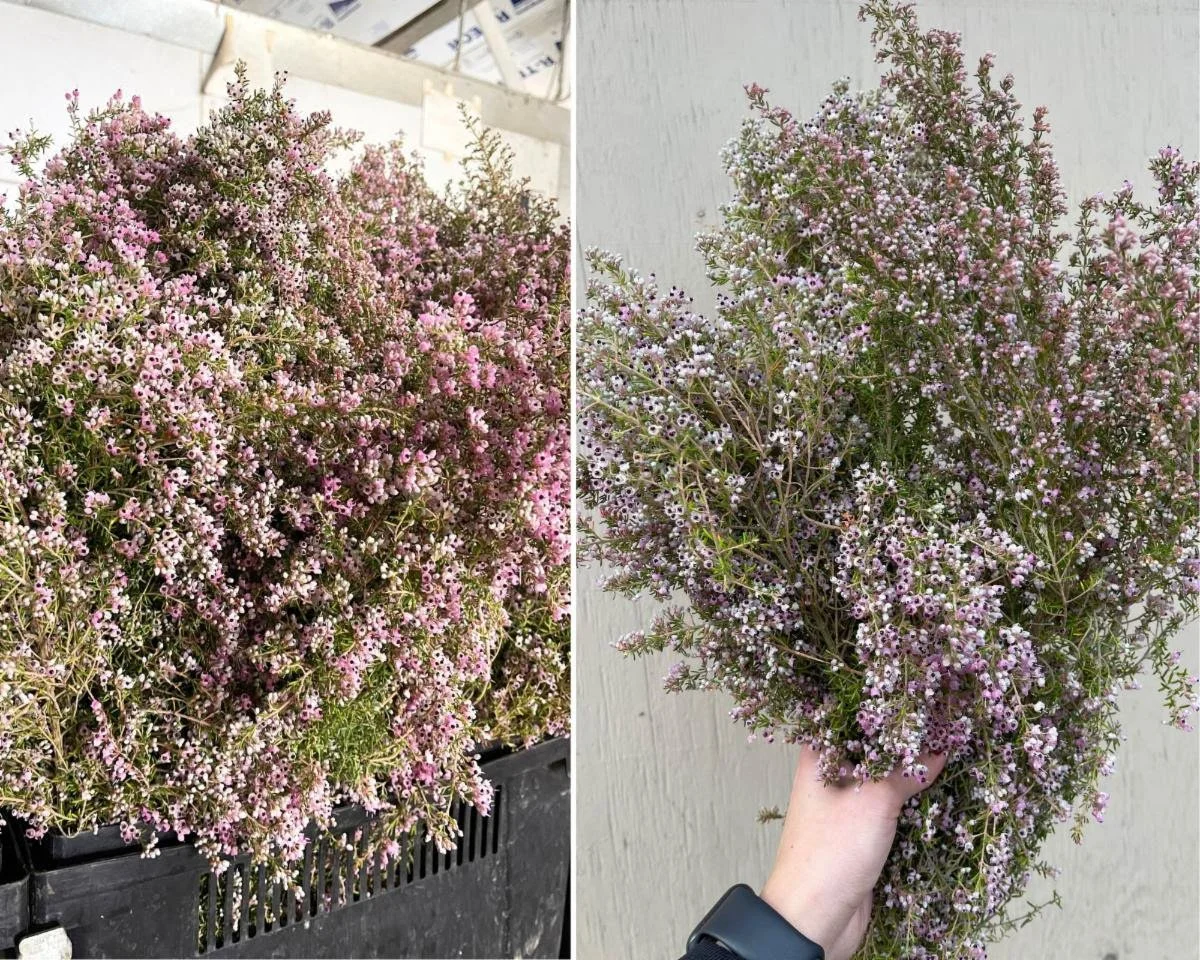 Heather melantha_4038.jpeg