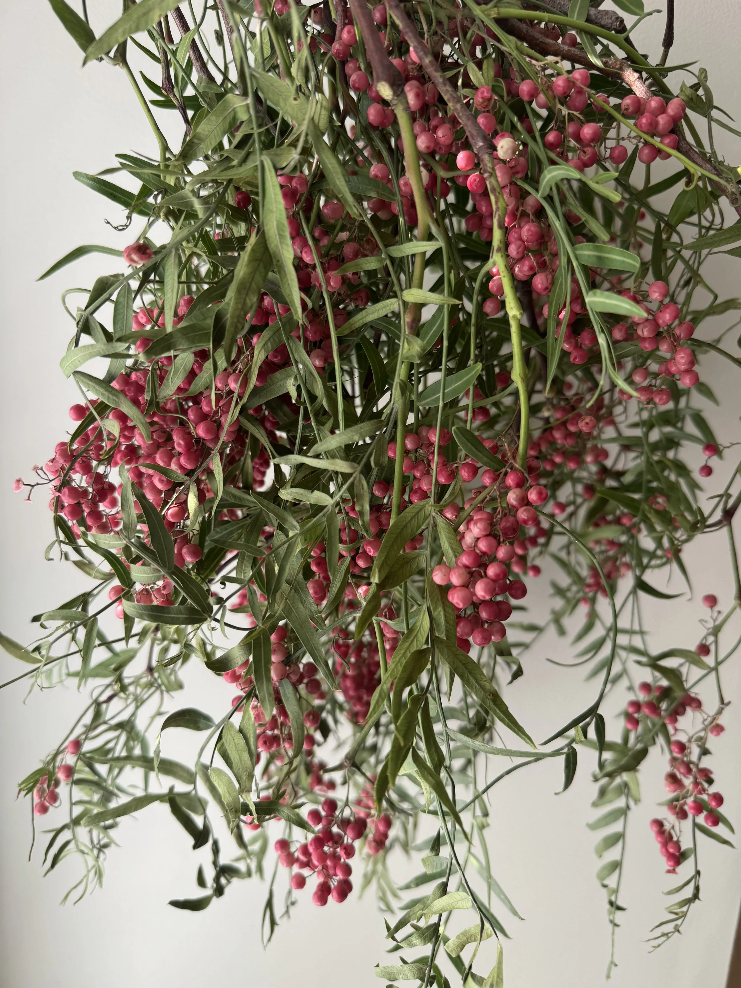 Pepperberry - Hanging