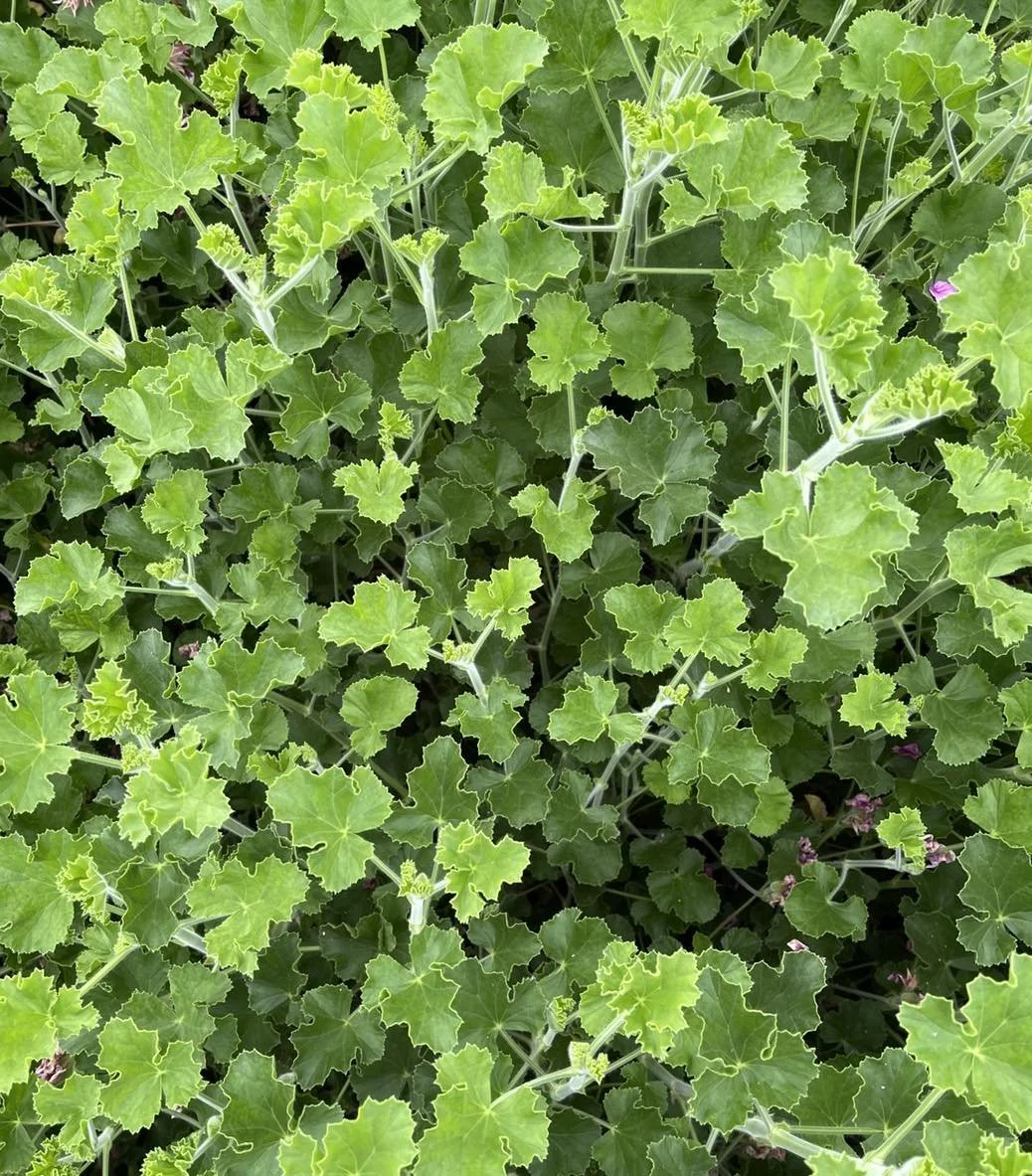 Geranium - Chocolate or Green