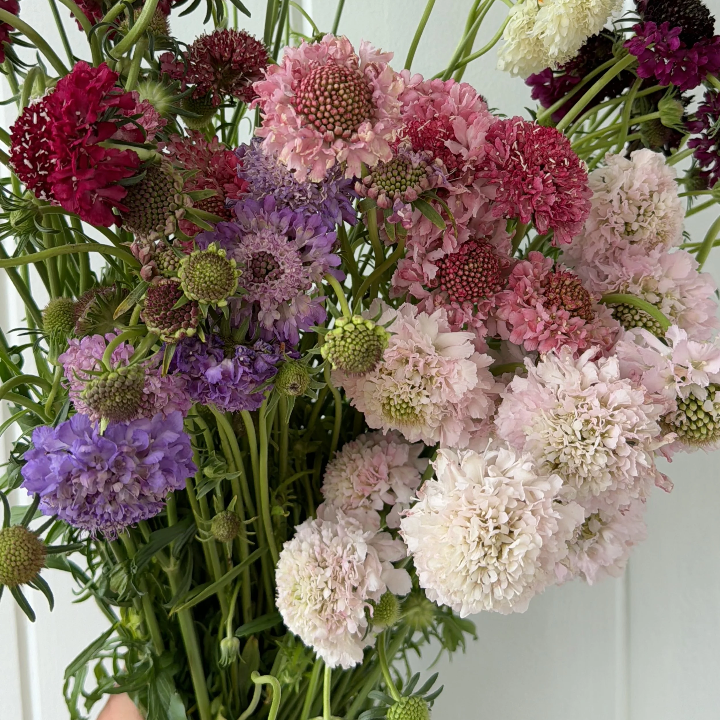 Scabiosa Scoop
