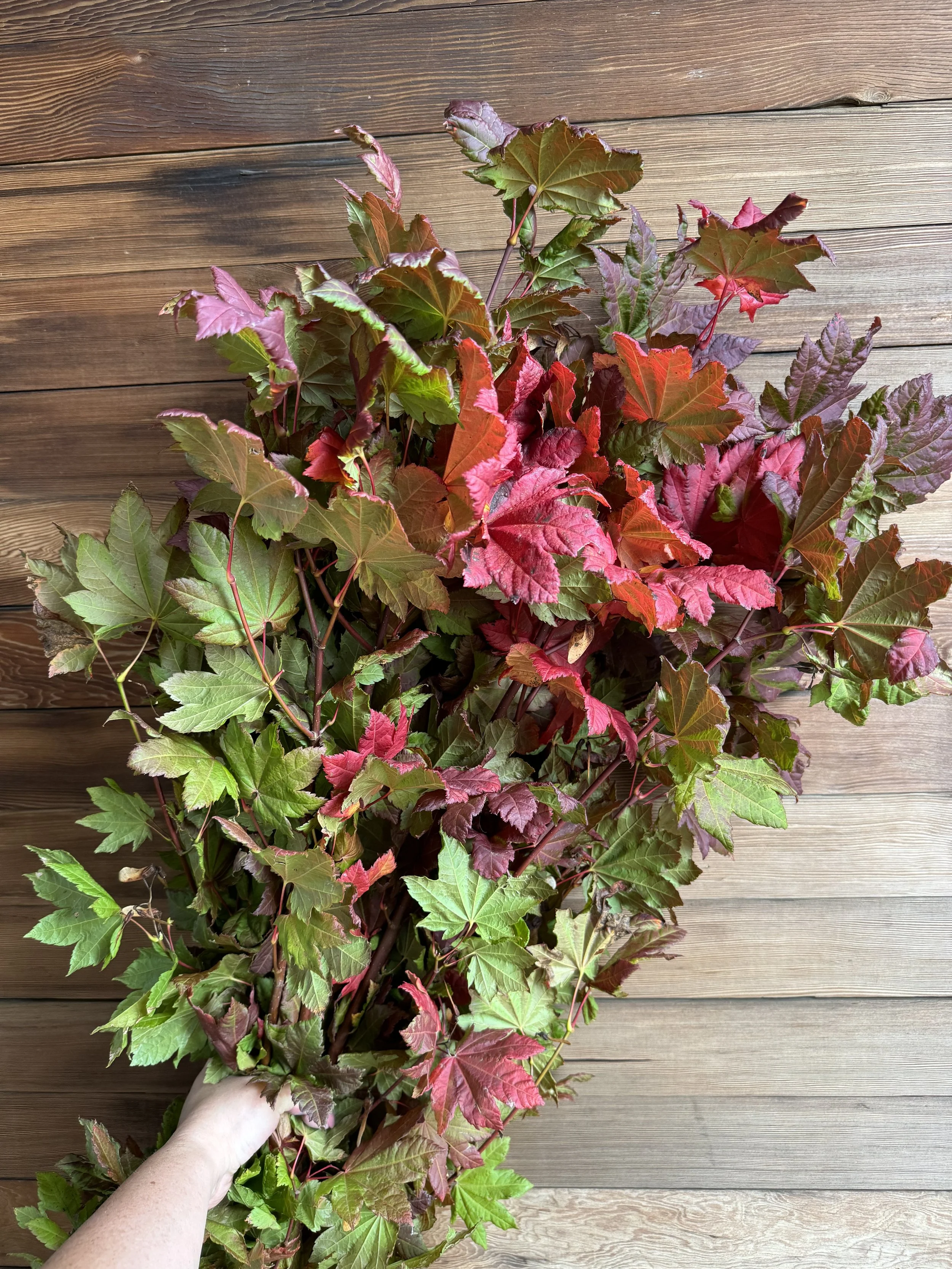 vine maple_9248.jpg