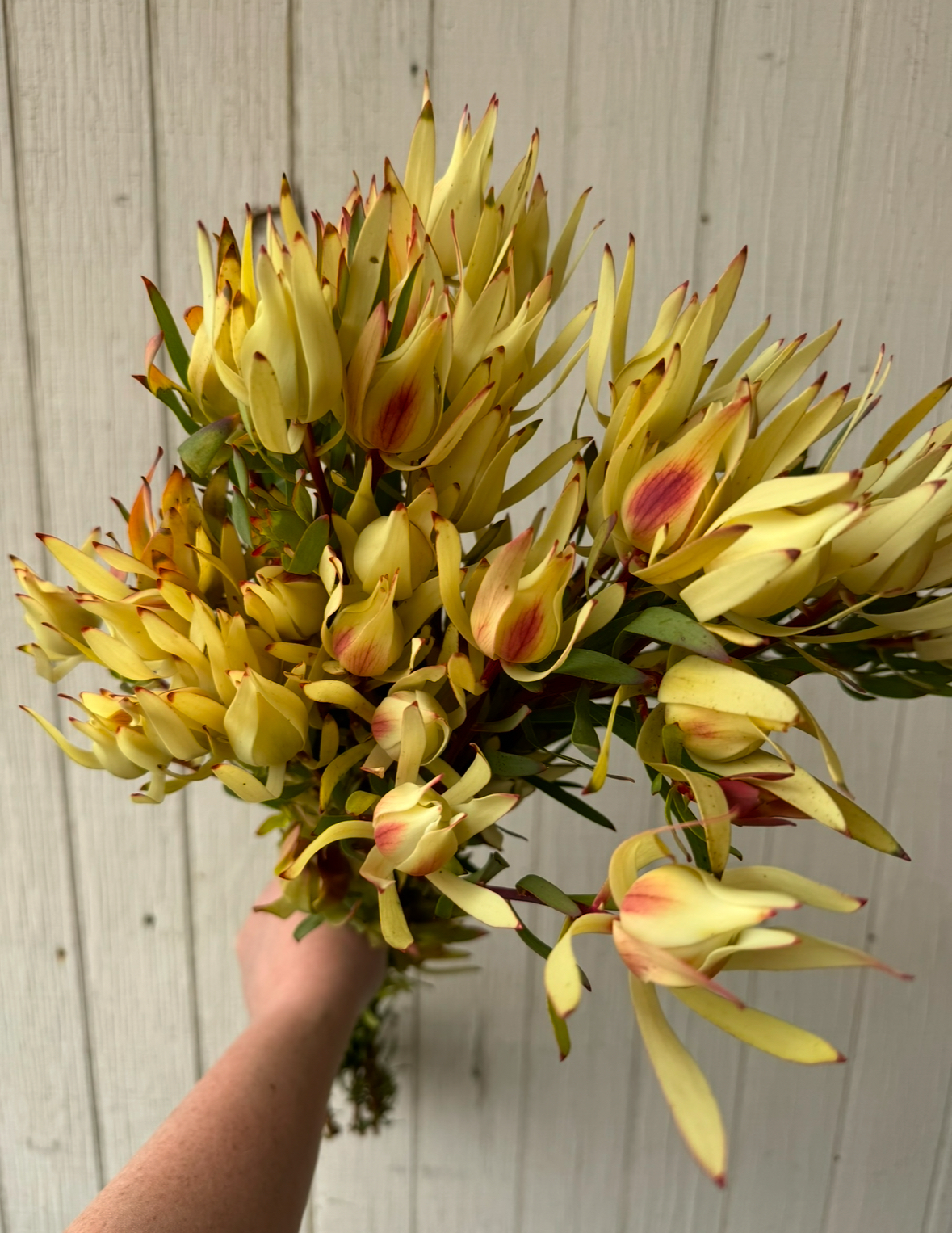 Leucadendron Maui Sunset.PNG