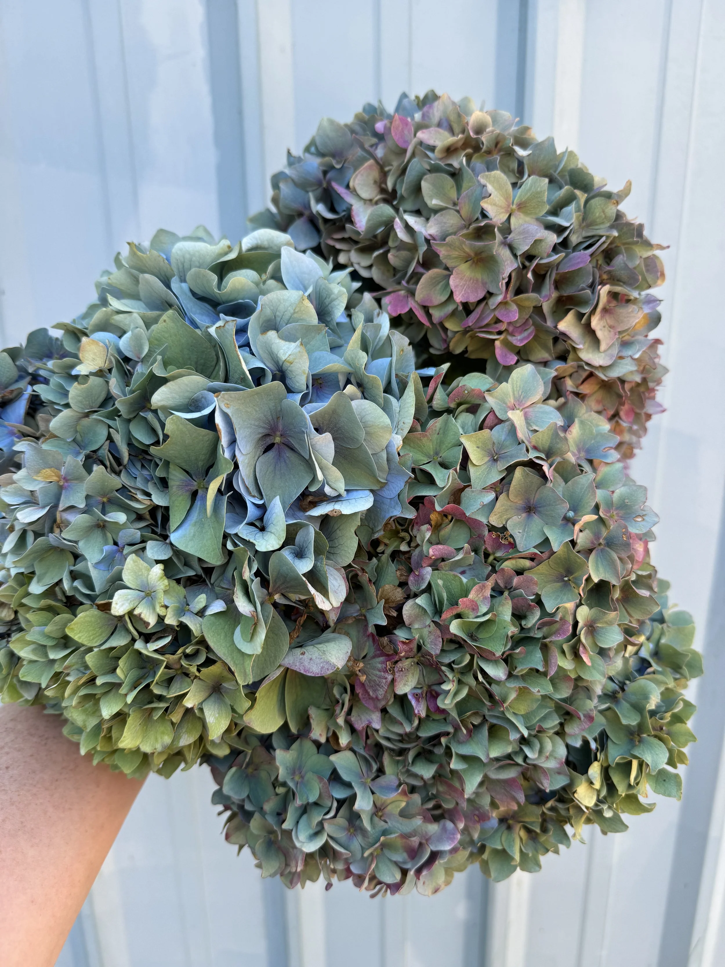 Hydrangea - Antique Jewel Tones