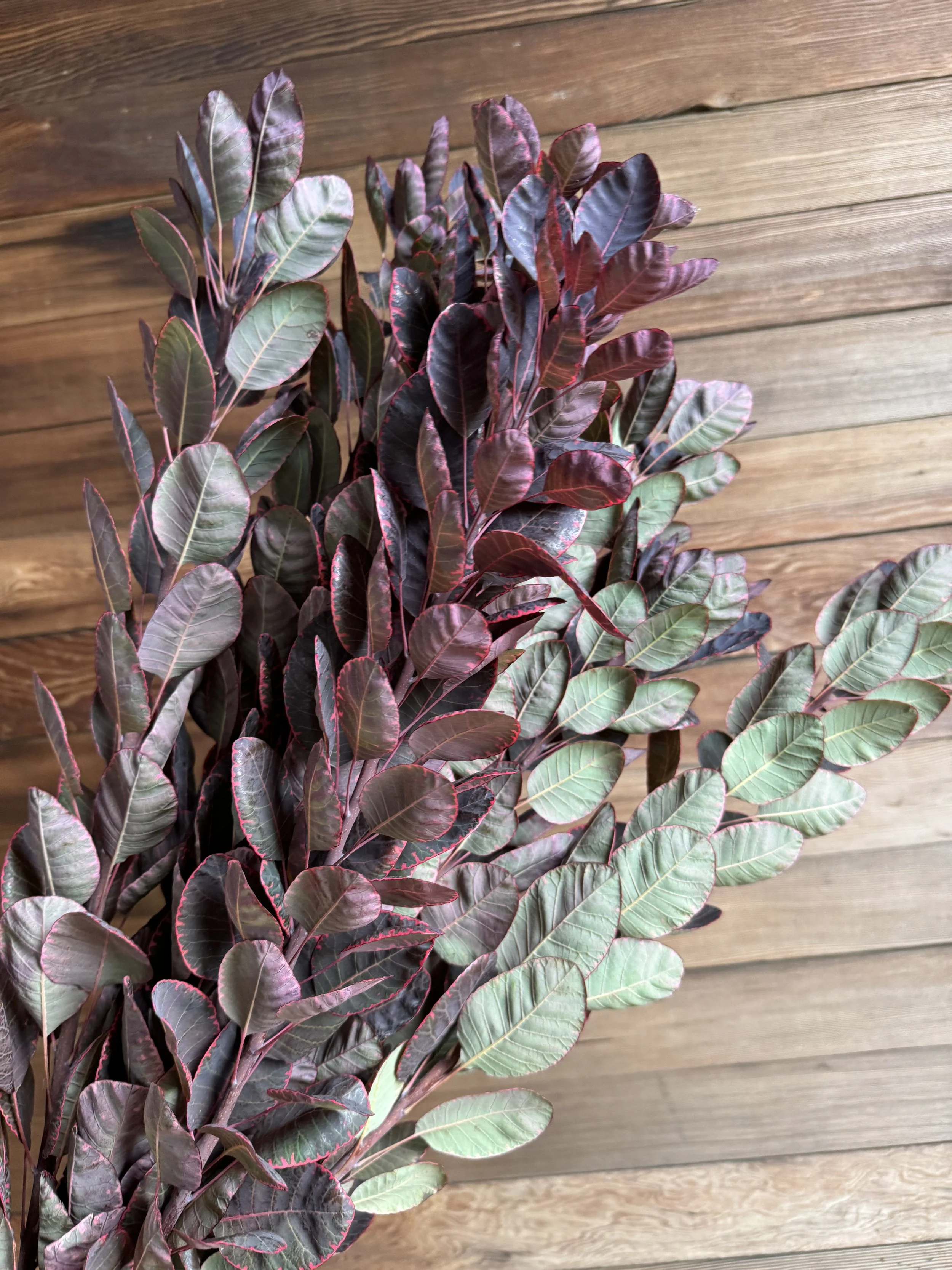 Cotinus - 10 bunches