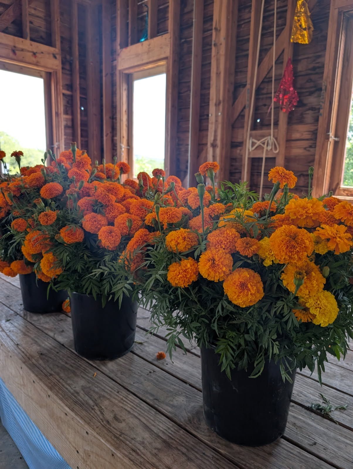 marigolds_9025.jpg