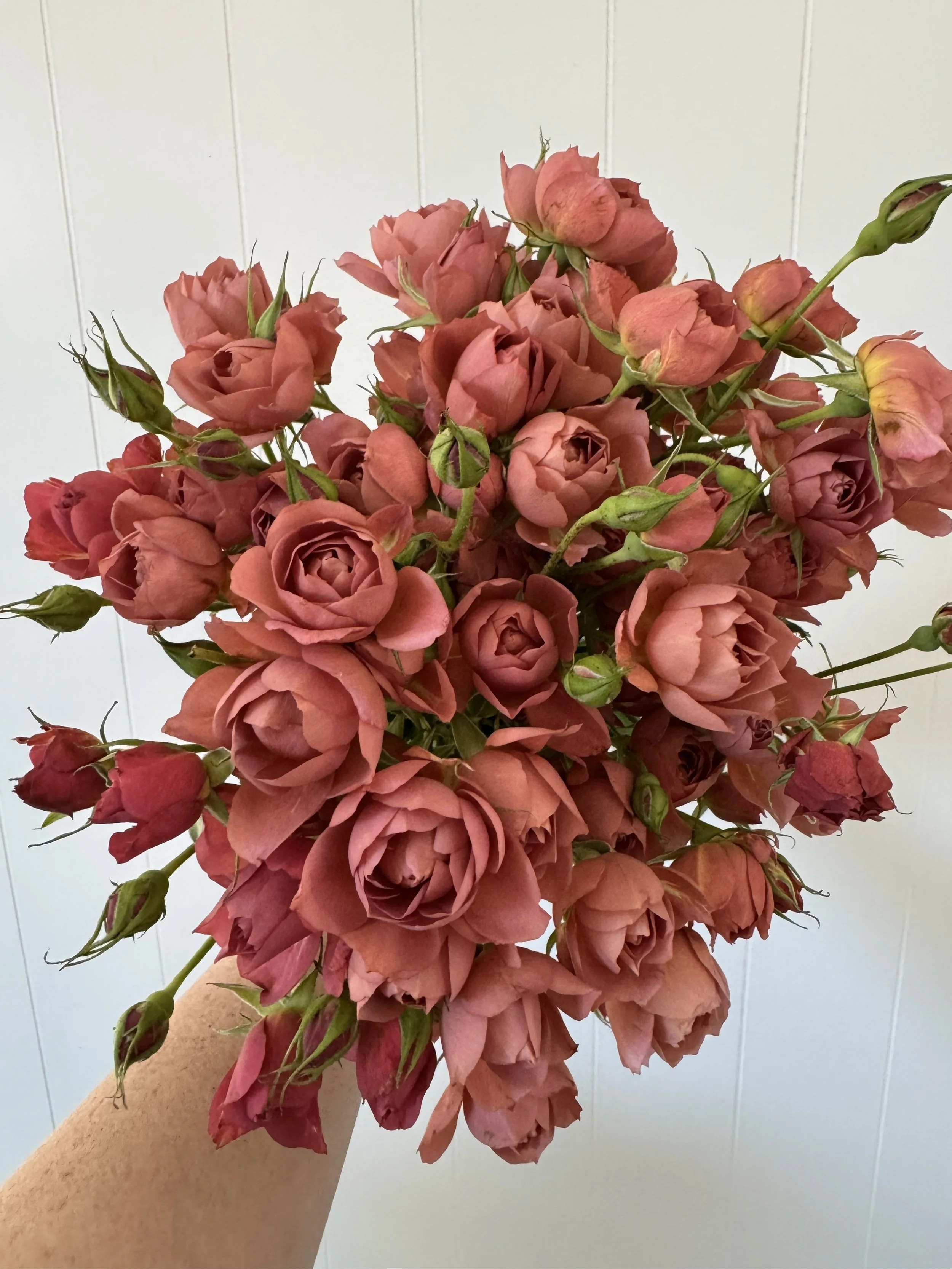 garden spray roses_6706.jpeg