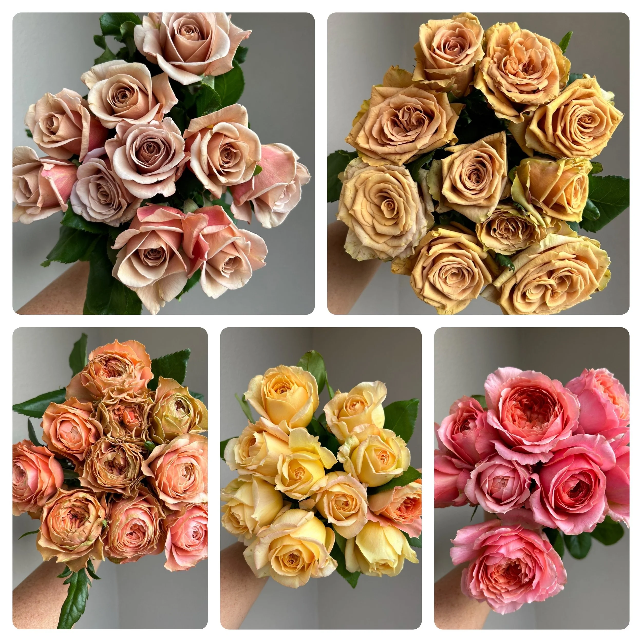 Rose: Fall Garden Roses