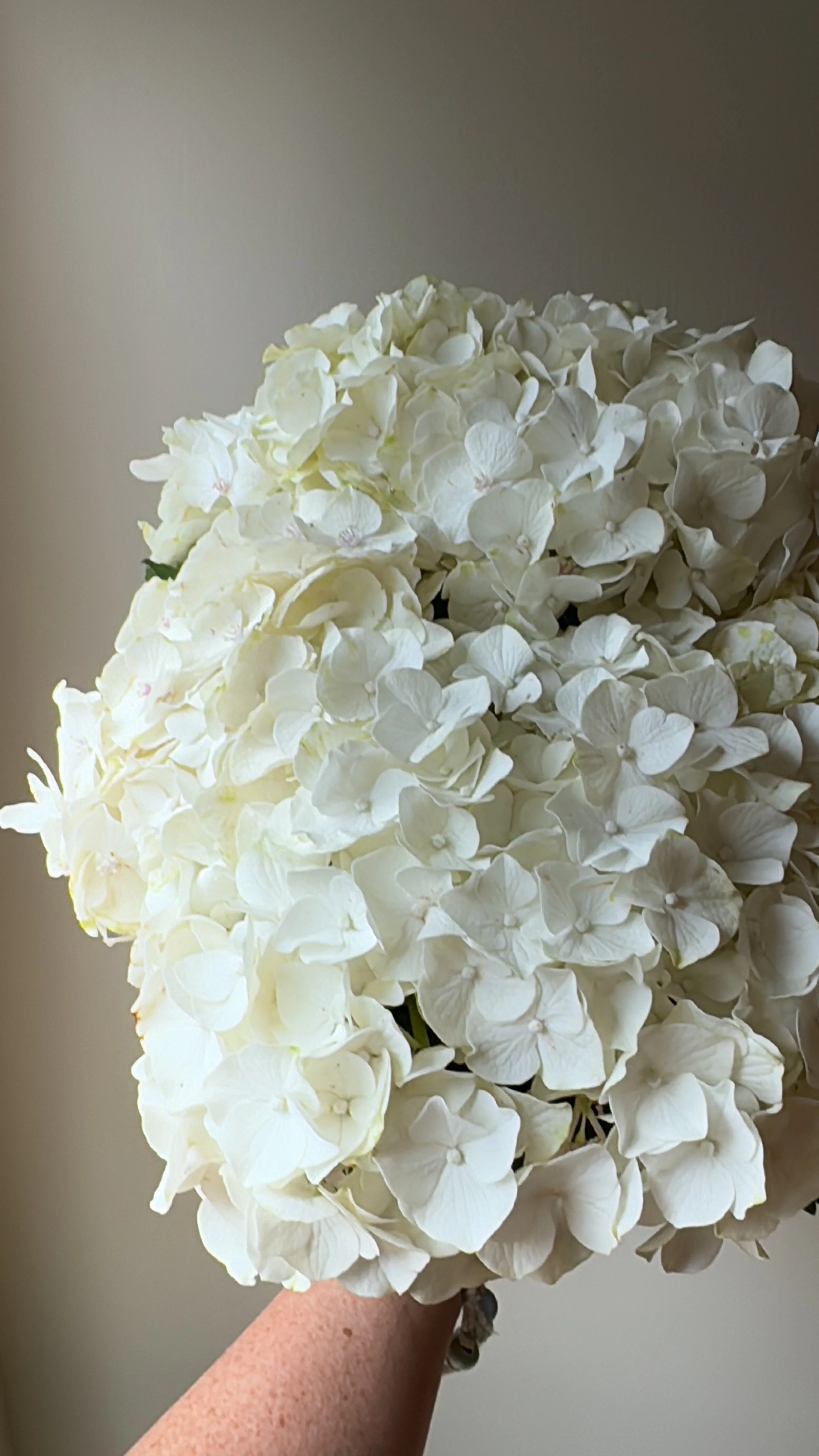 White Hydrangea