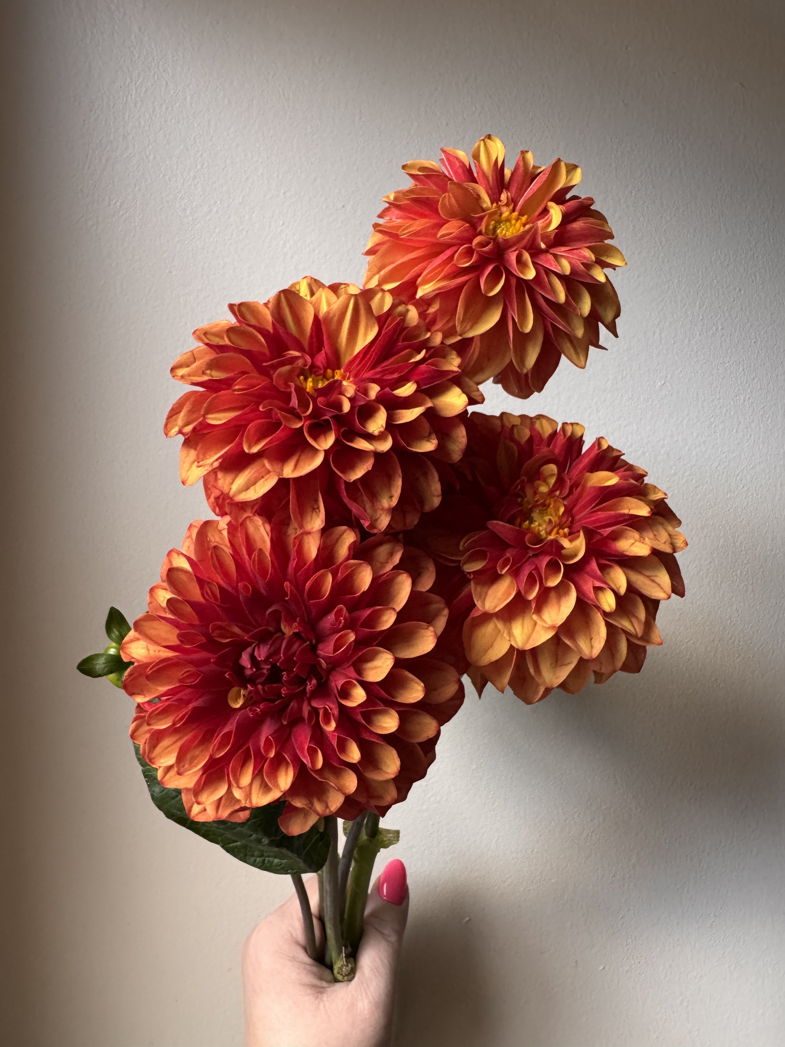 Dahlias_4809.jpeg