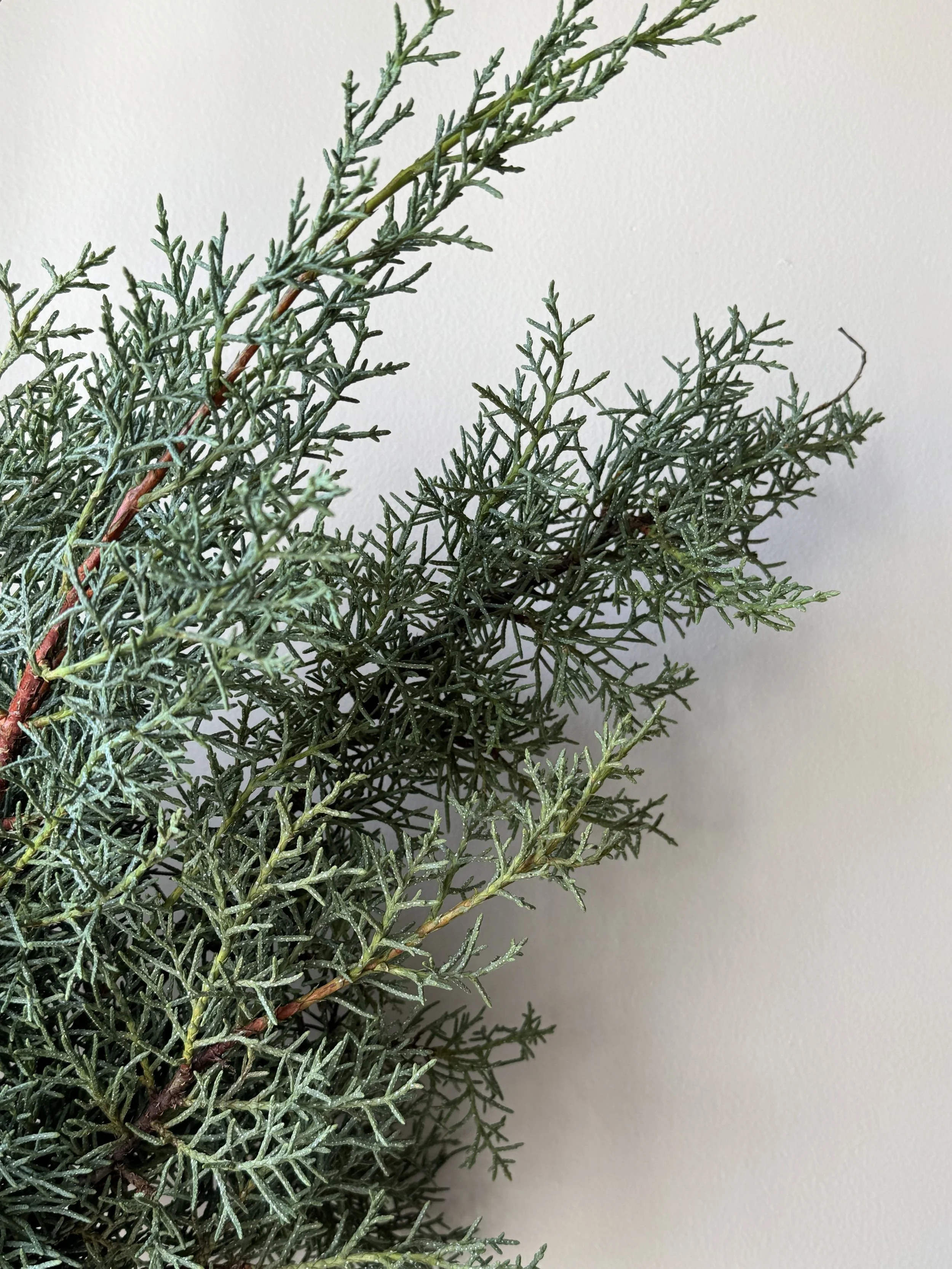 blue ice cedar_5618.jpeg