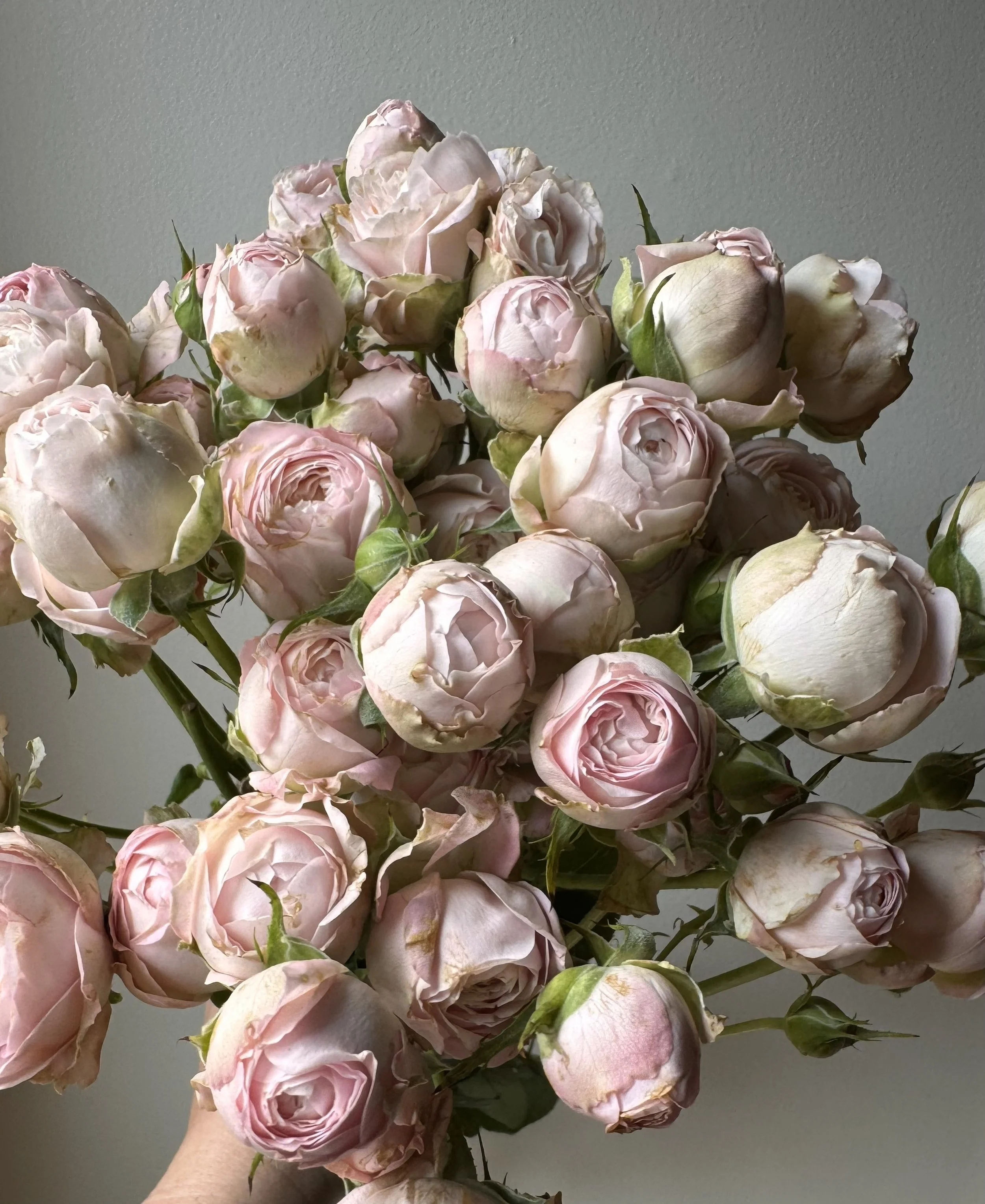 garden spray_0172.jpeg