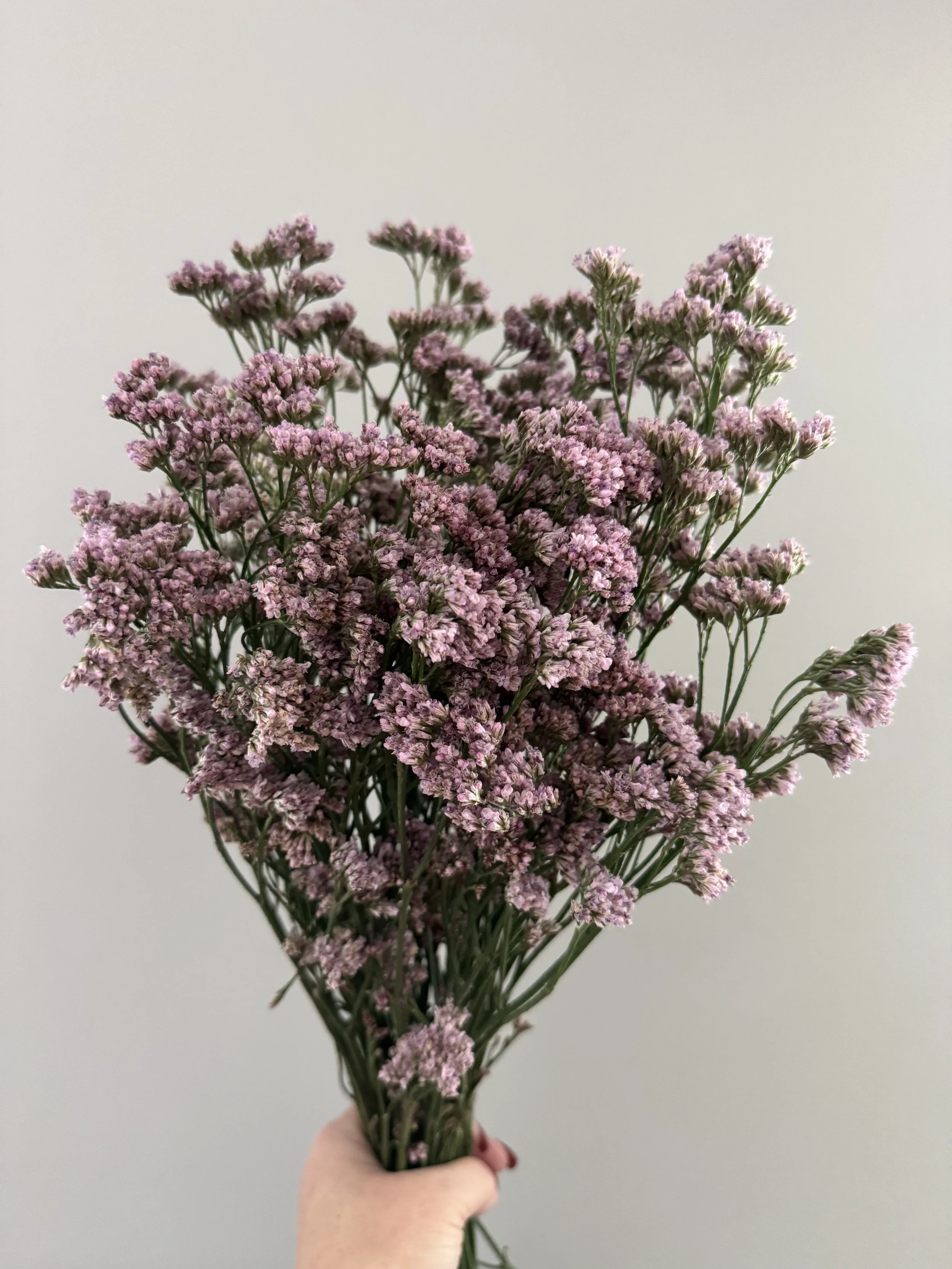 limonium silvery pink_6059.JPG
