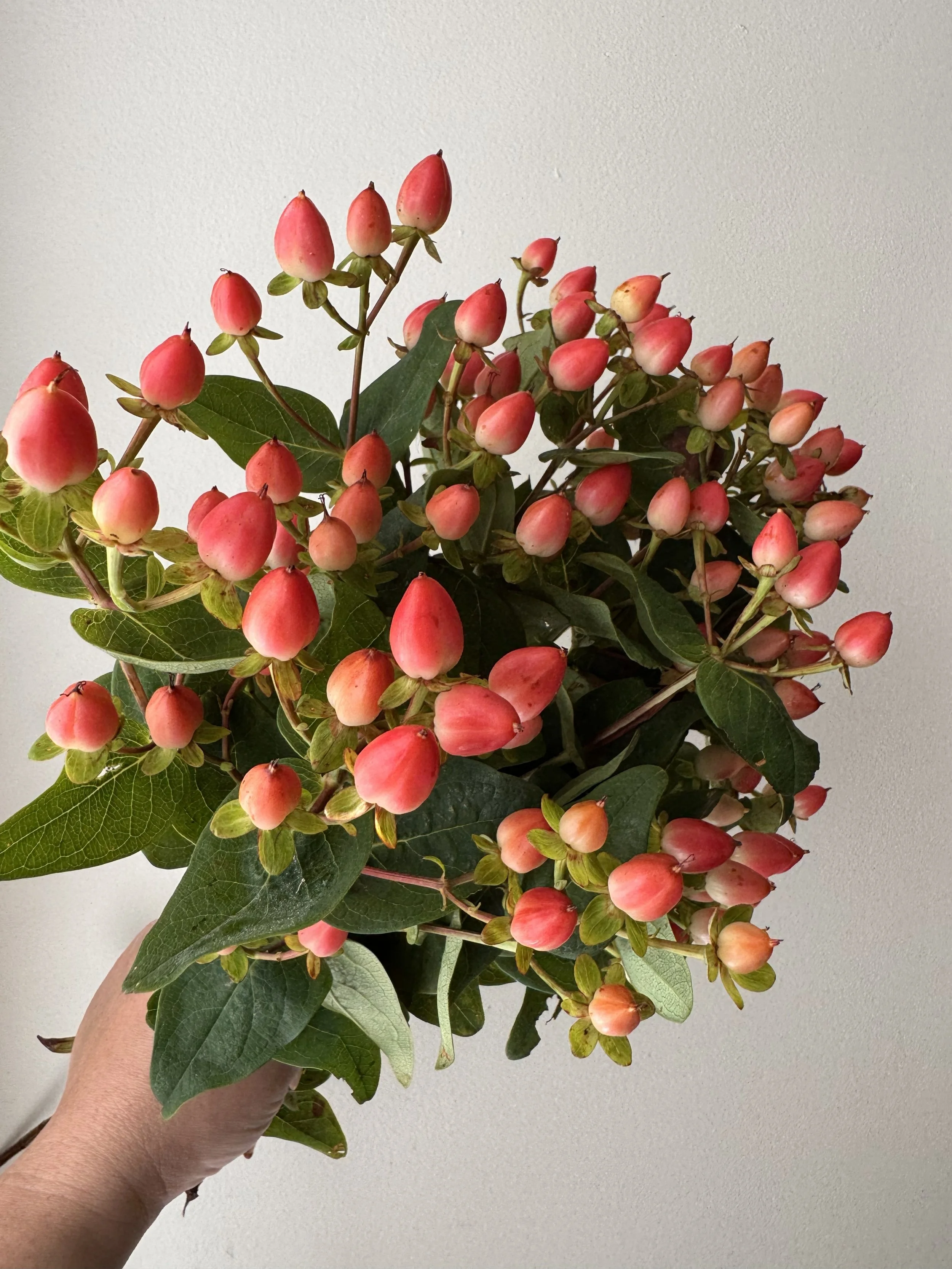 Hypericum - 10 bunches