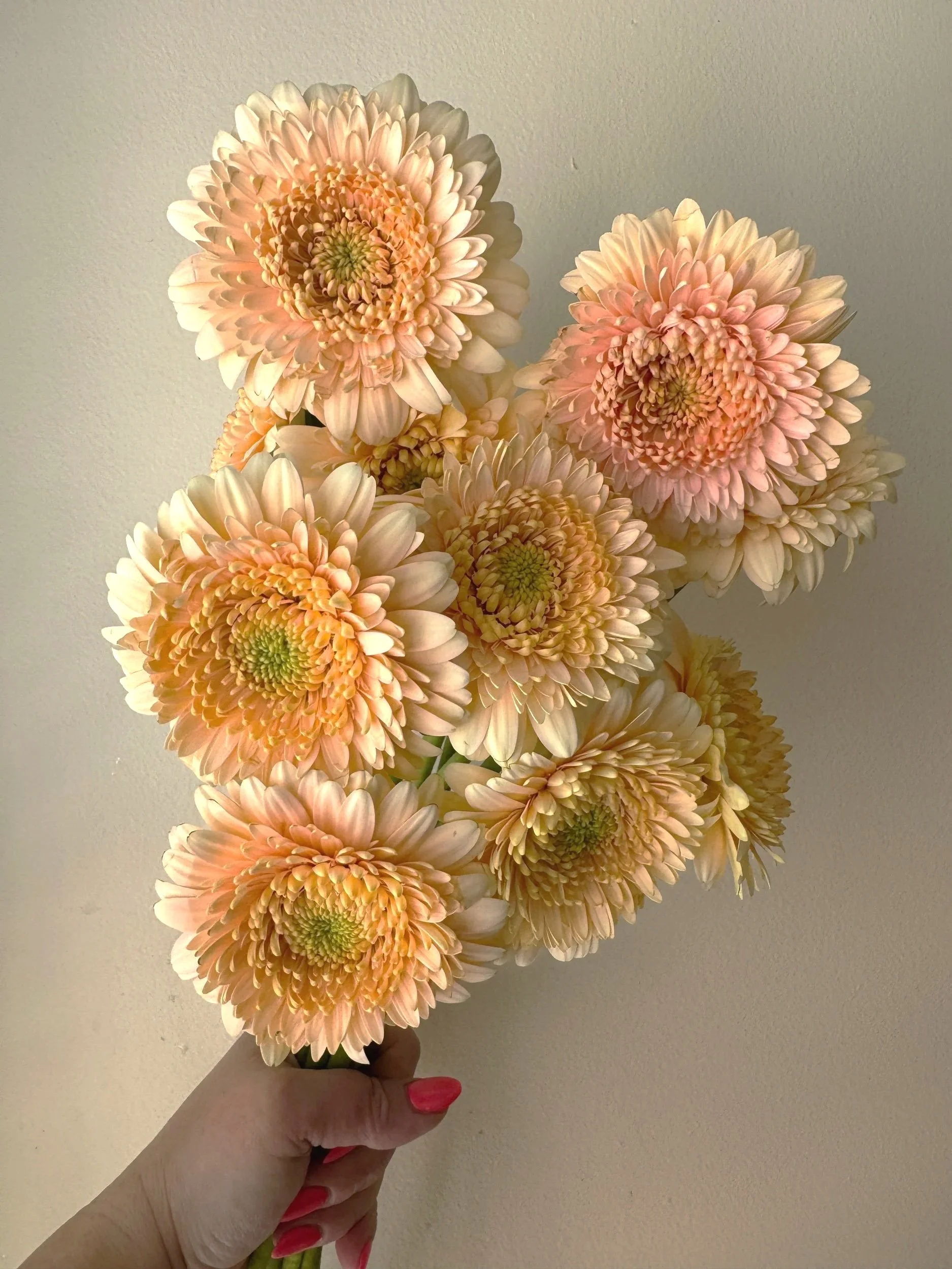 Gerberas - Gerrondo