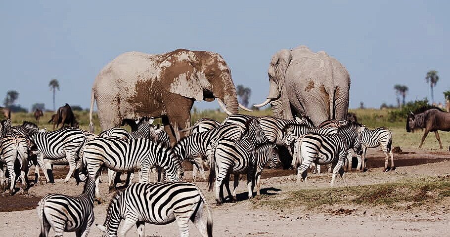 Fauna%2C+Makgadikgadi.jpg