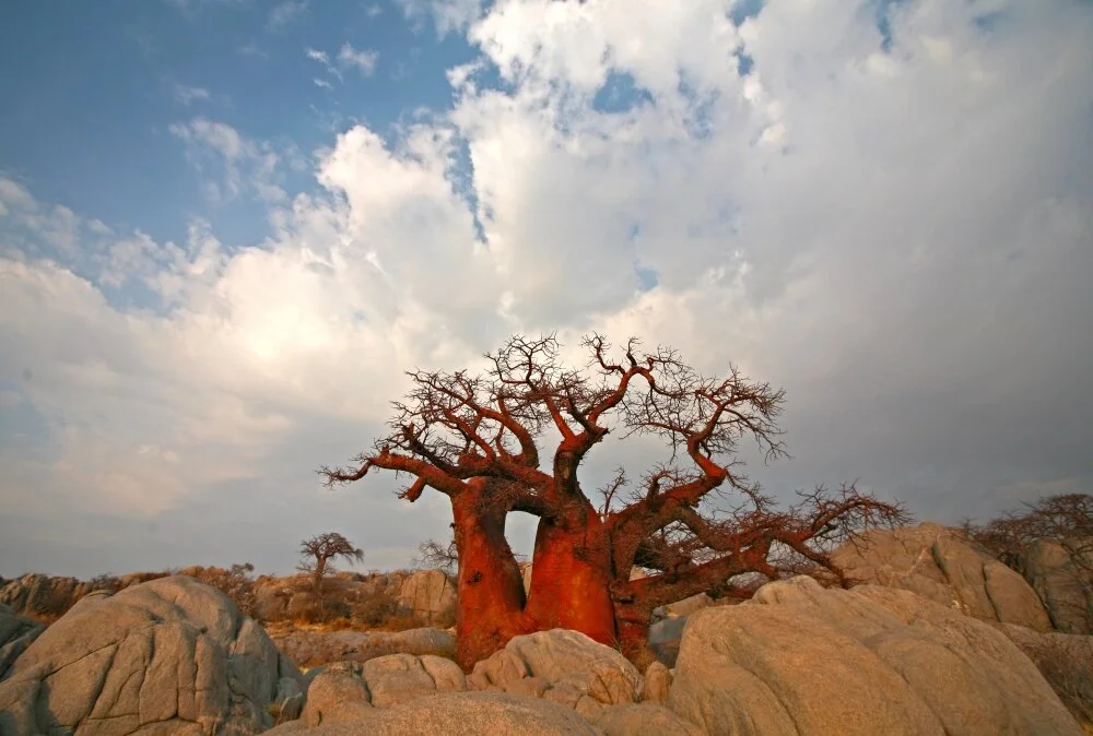 Sunrise baobab.jpg