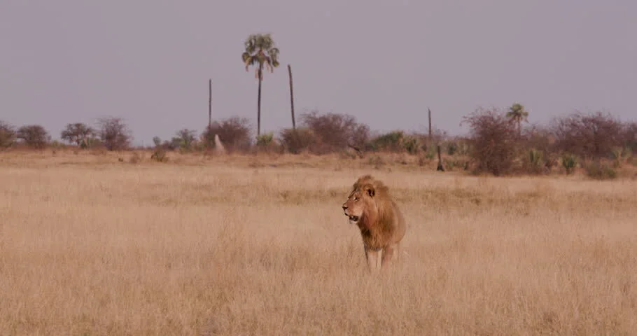 lion Makgadikgadi.jpg