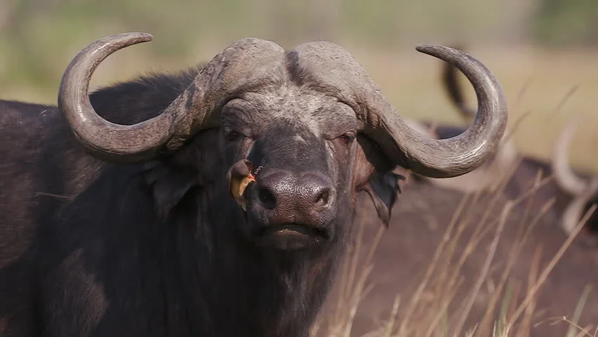 Buffalo close up.jpg
