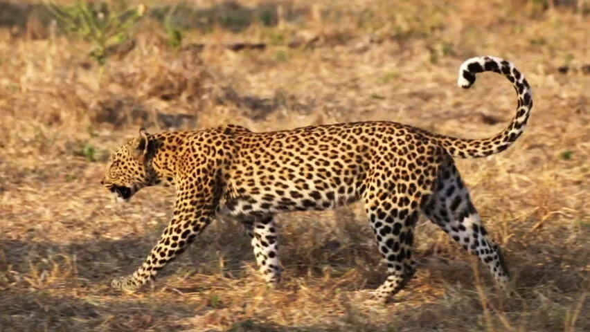leopard.jpg