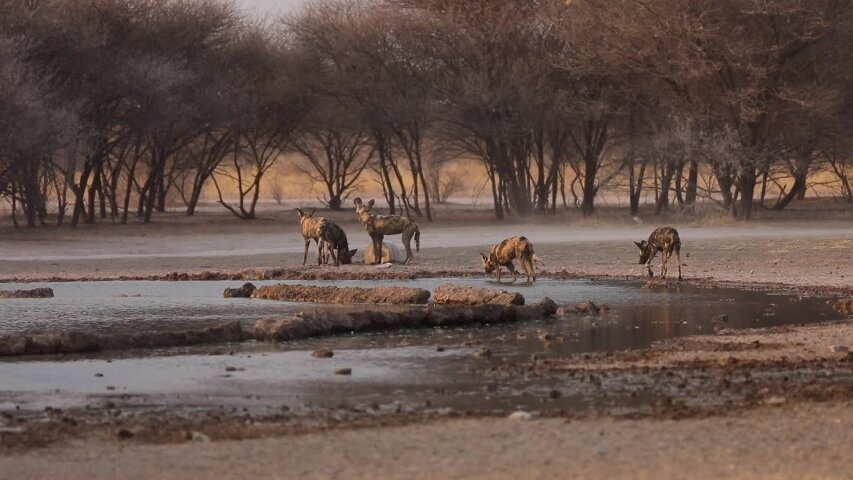 The African Wild Dog-an endangered species