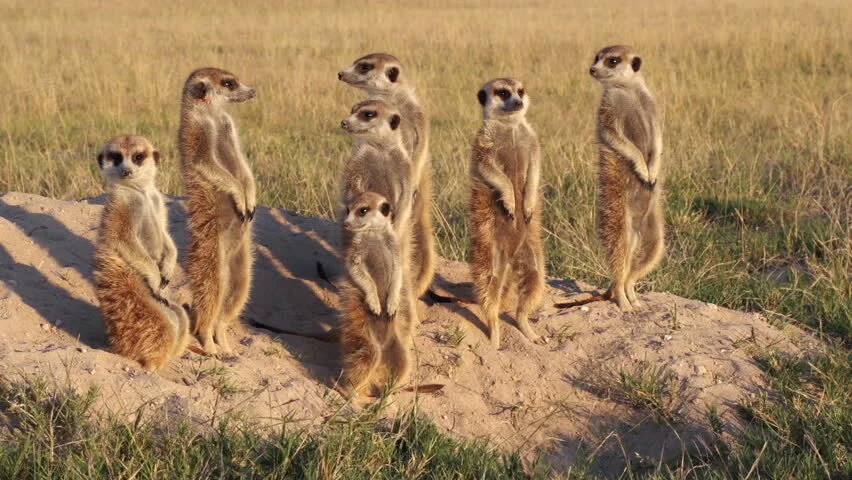 meerkats.jpg