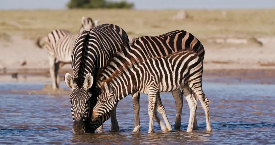 Zebra.jpg