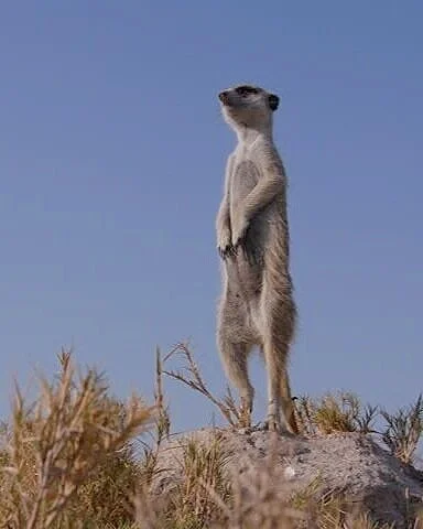 Meerkat%2Bon%2Bwhatch.jpg