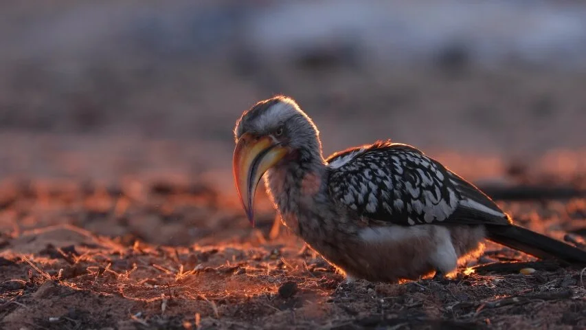 Hornbill.jpg