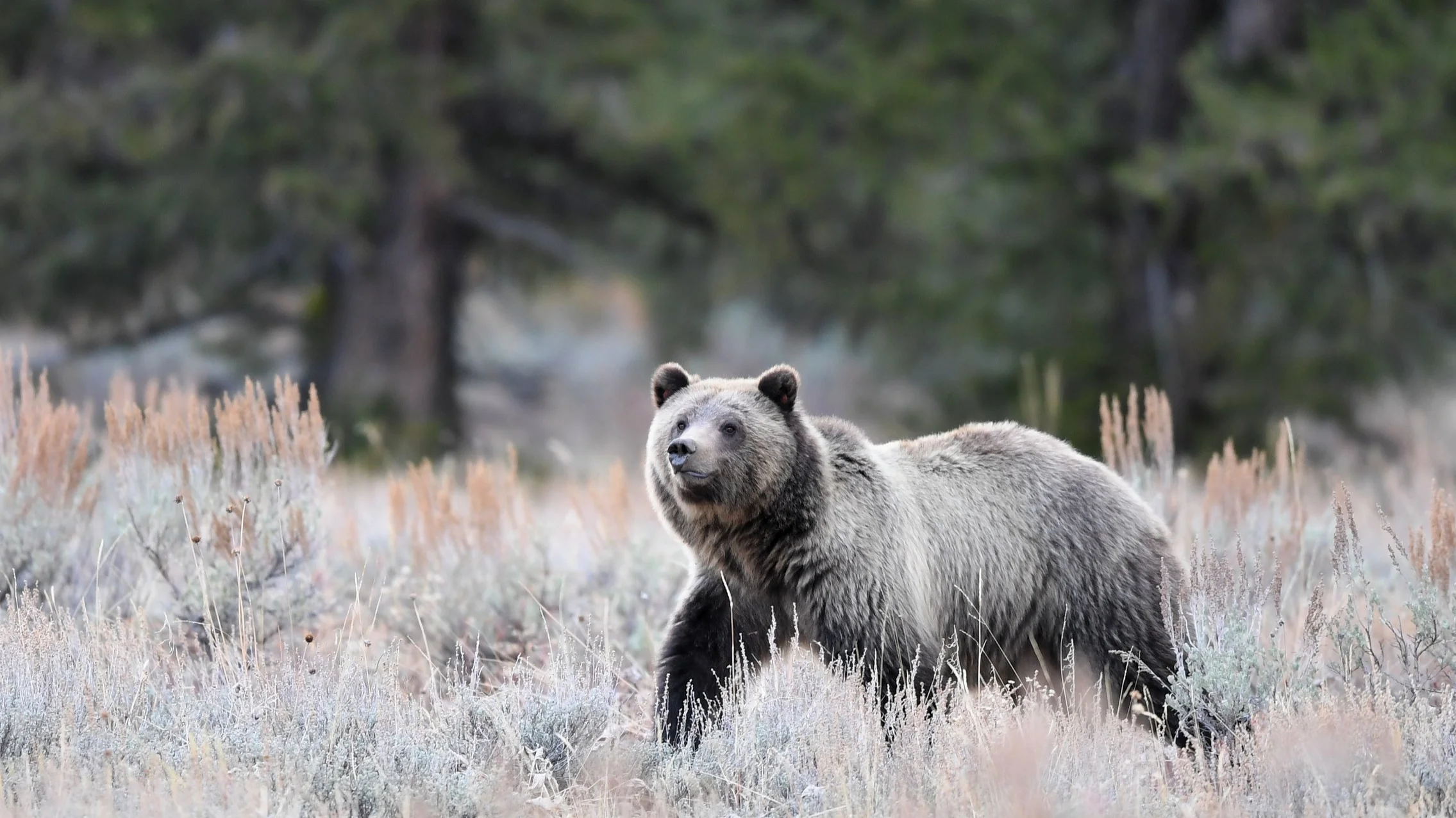  Grizzly Bear 793, Grand Teton National Park, Pilgrim Creek 