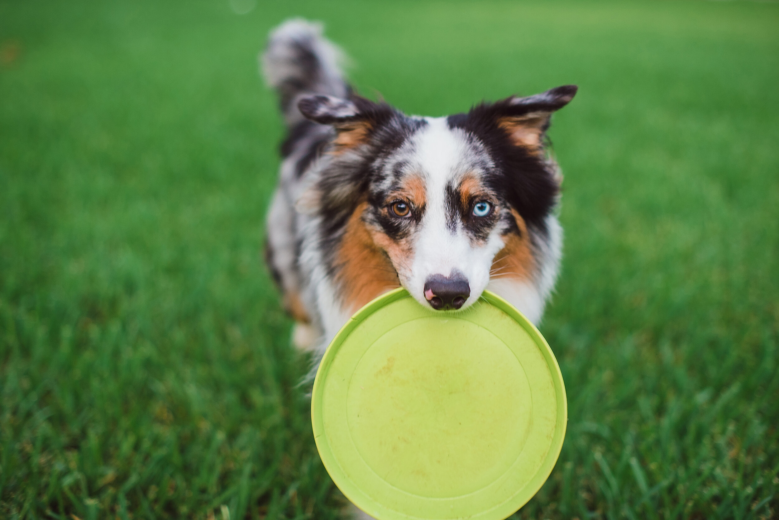 Florida Pet Photographer.jpg