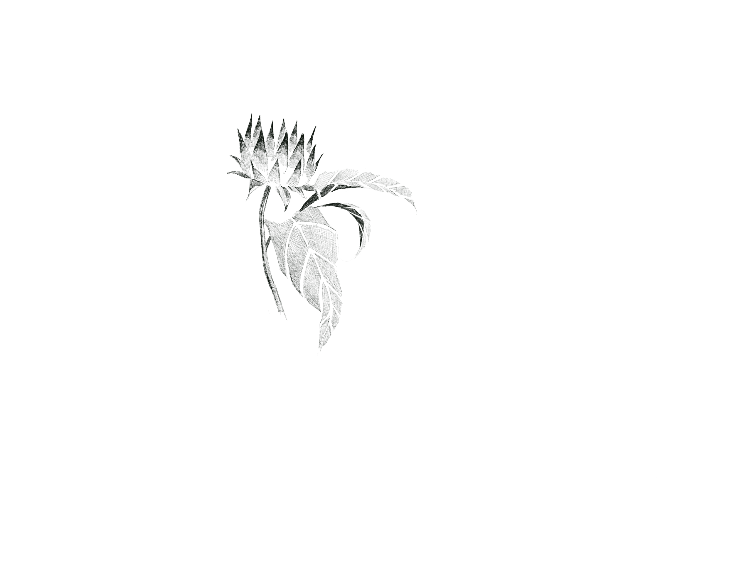 website protea.png