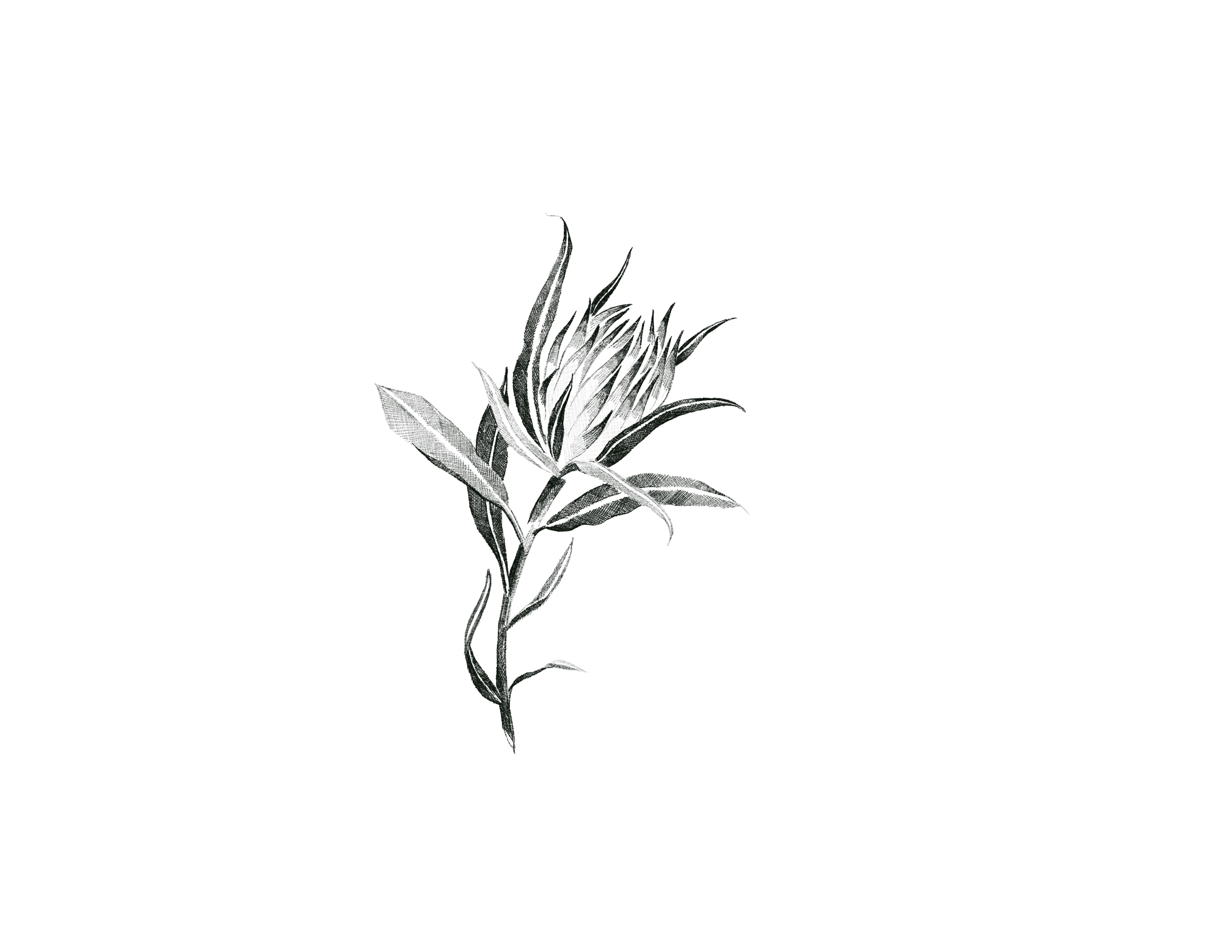 website protea p.png