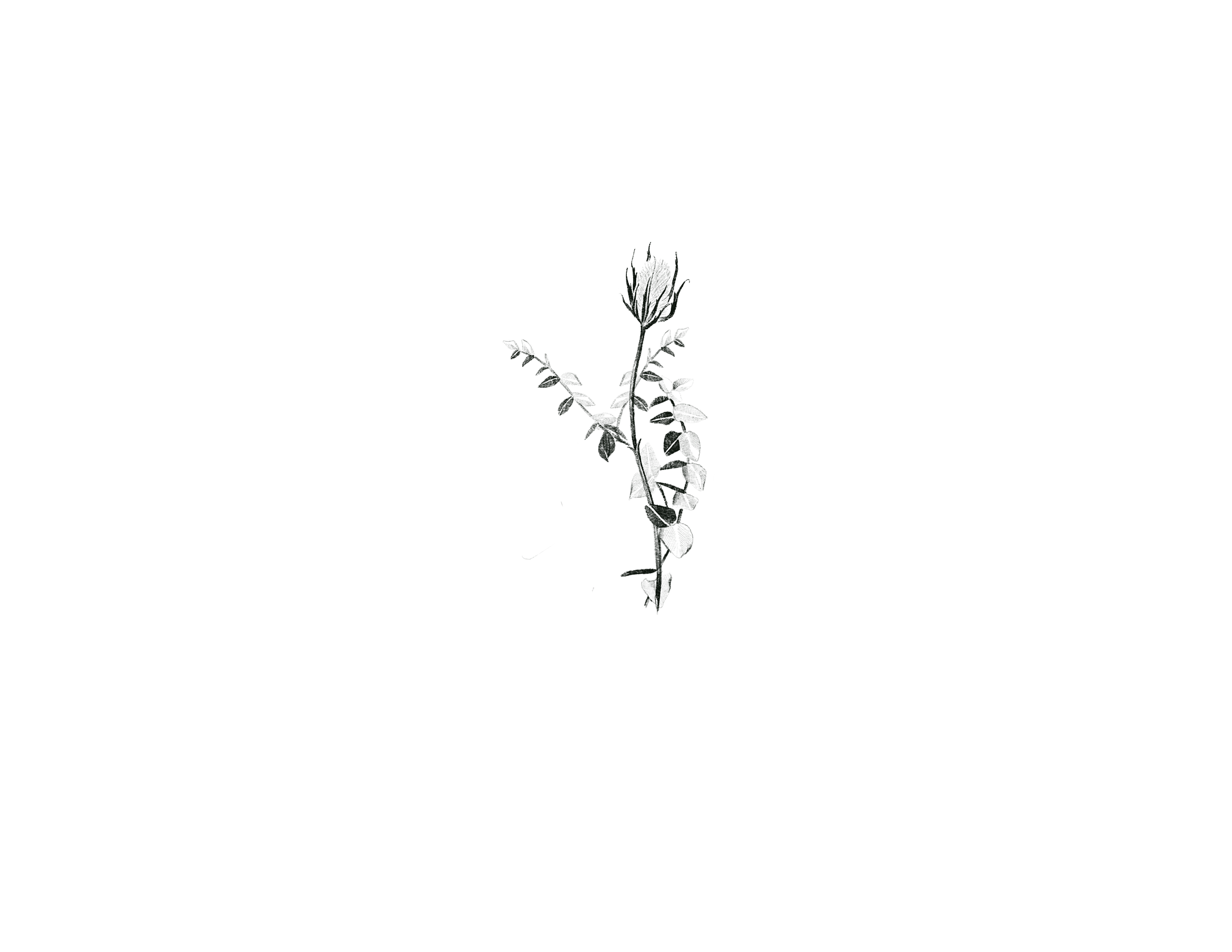 thistle and euc.png