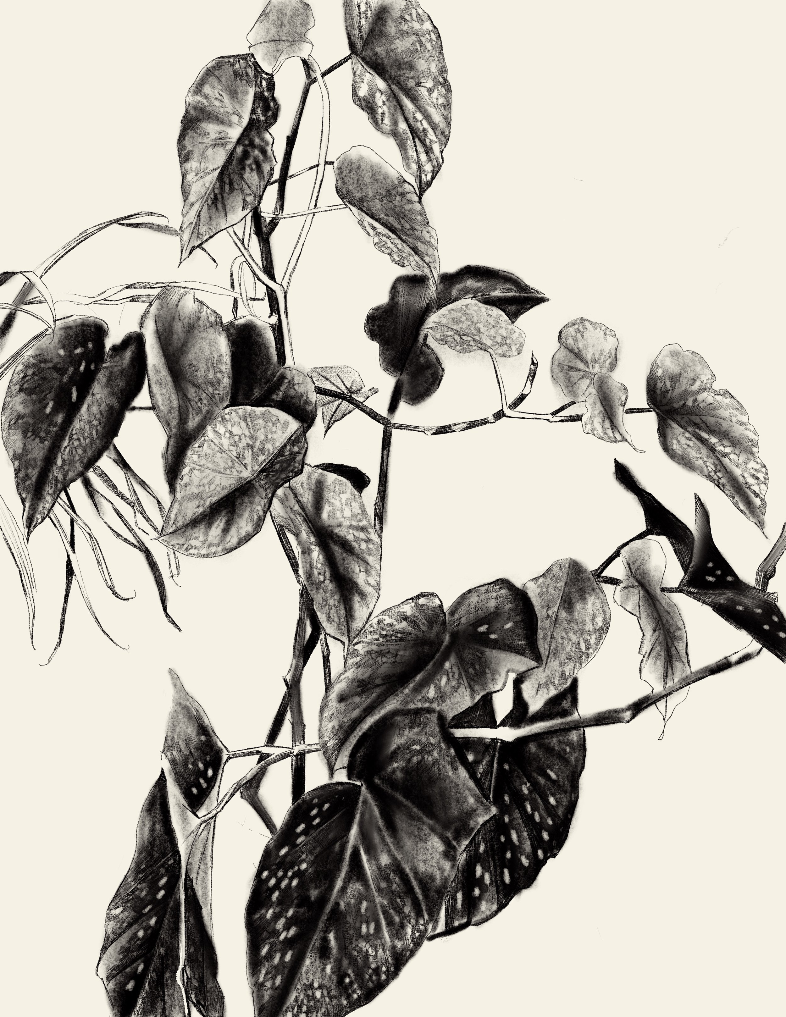 Overgrown Philodendron