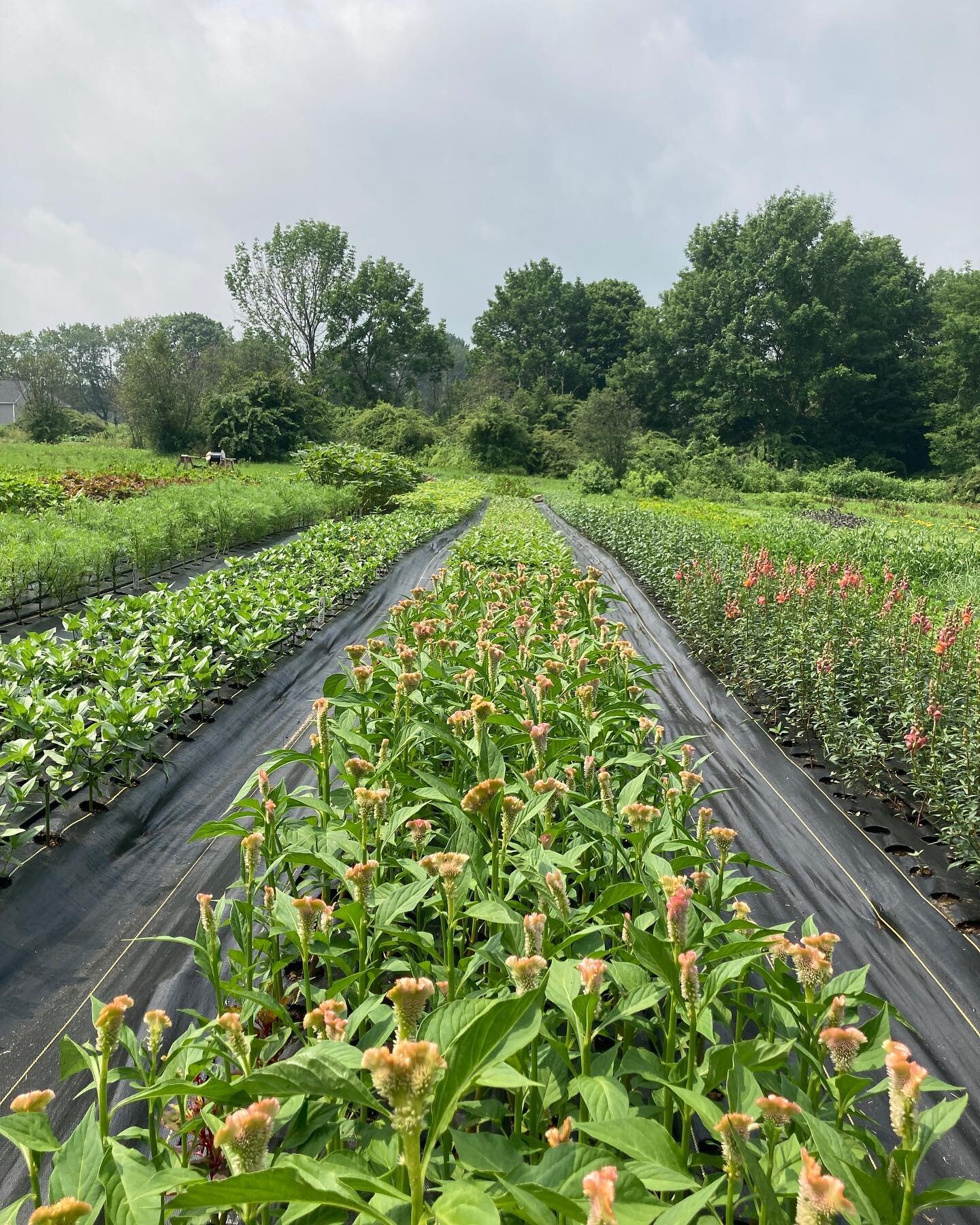 *UPDATE* 💥Thurs July 22nd, we&rsquo;re doing a little MOFGA tour here at the farm from 5-7pm. A few spots just opened up, so send me a message if you&rsquo;re interested in joining.💥Here is a photo that makes our farm appear very cute and organized
