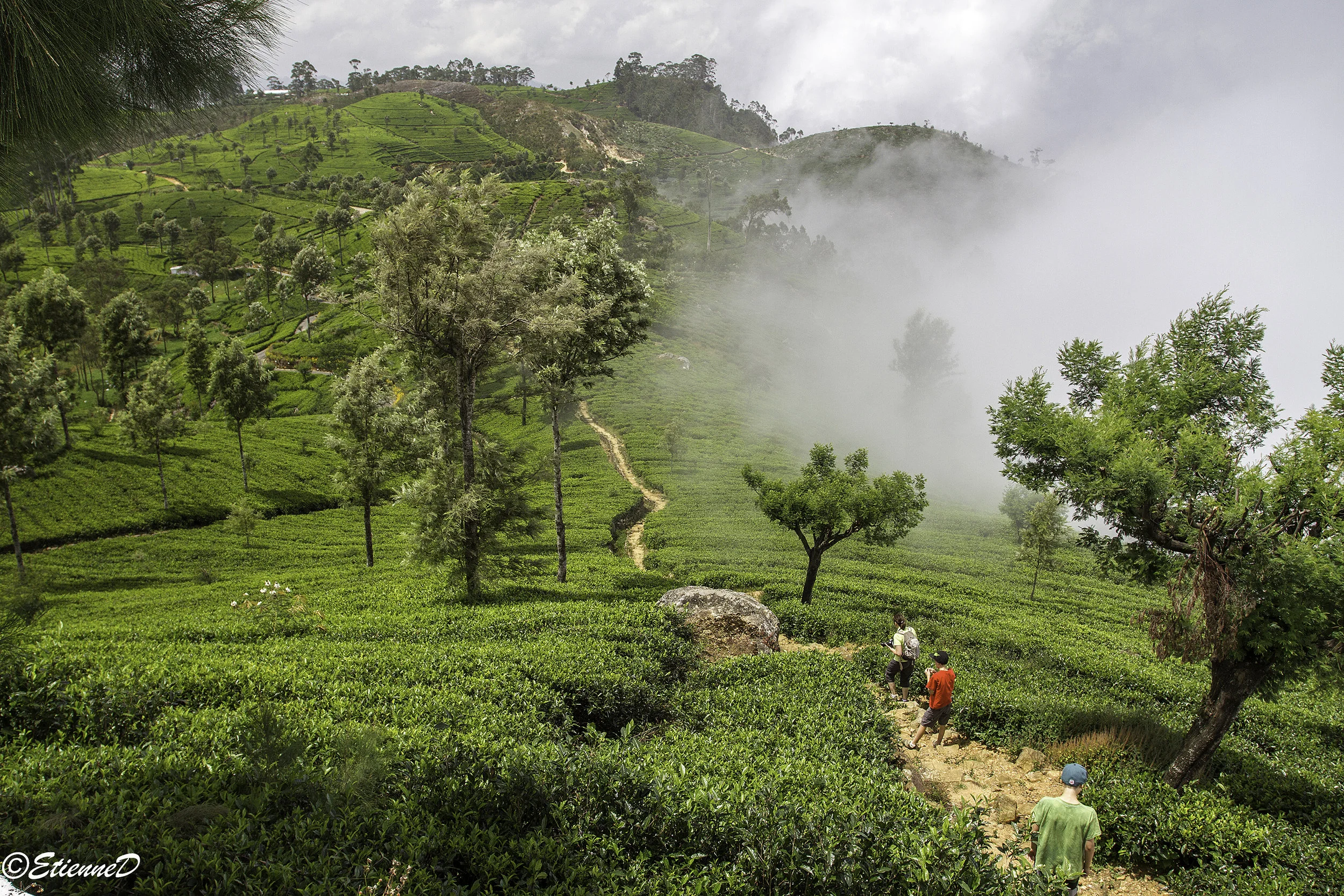 Original Sir Thomas Lipton tea plantation, Sri-Lanka