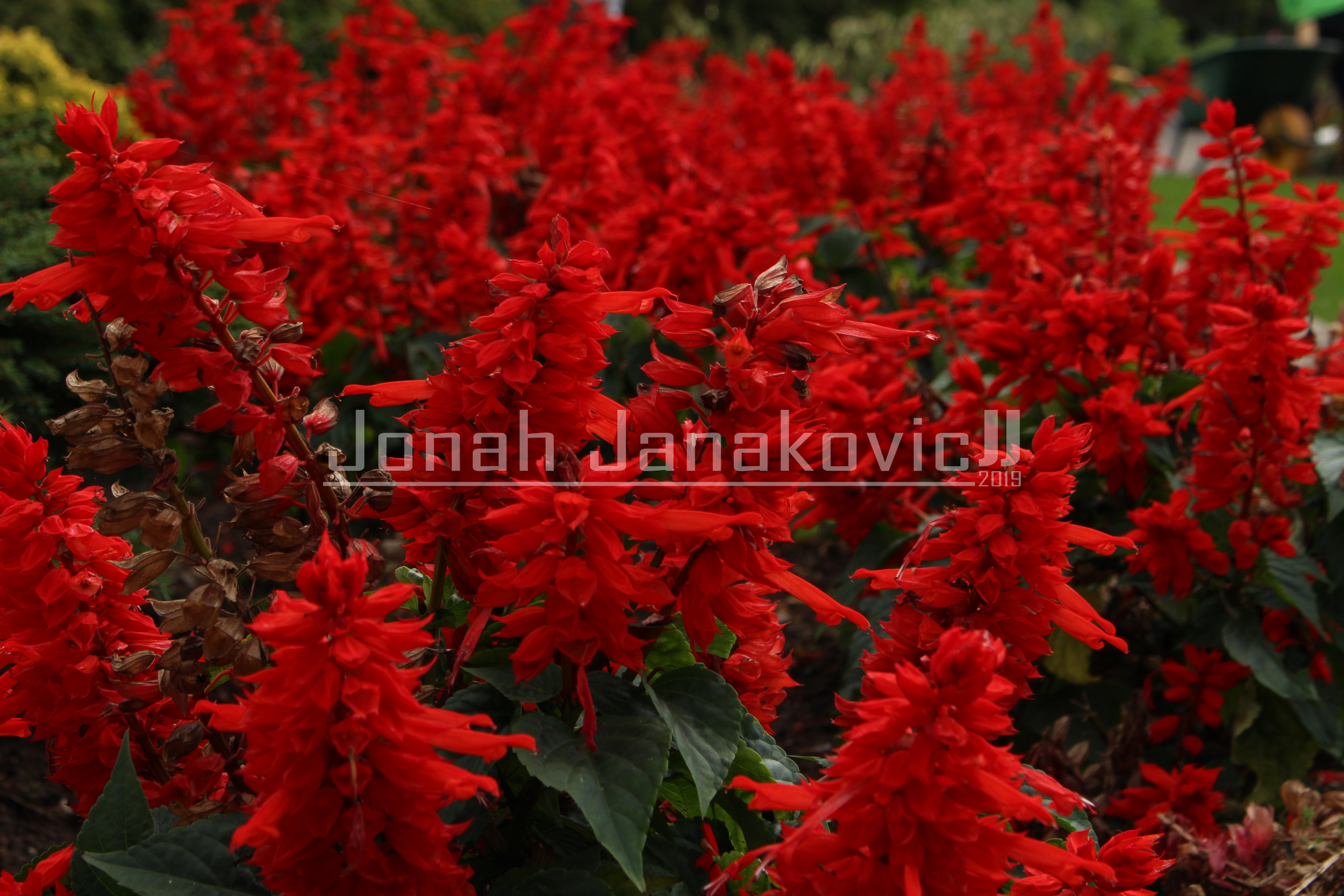 the red forest_Marked.png