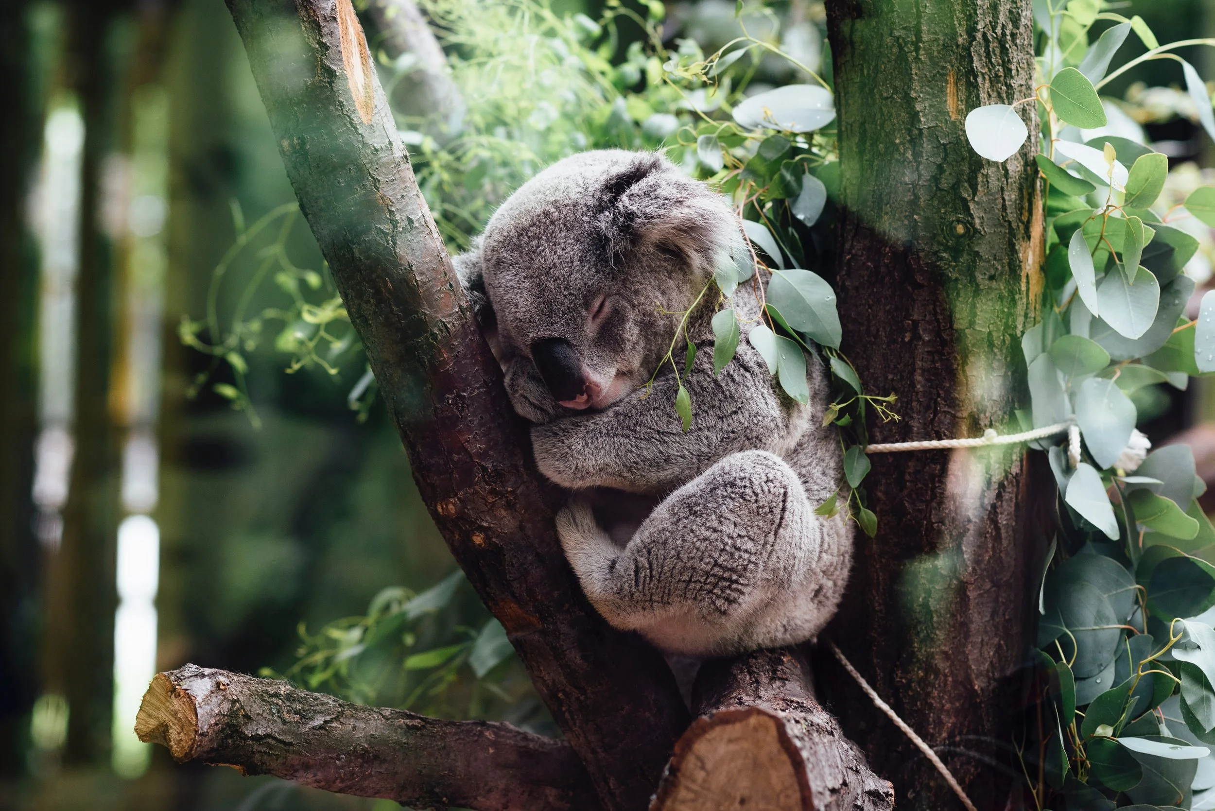 jordan-whitt-78672-unsplash.jpg