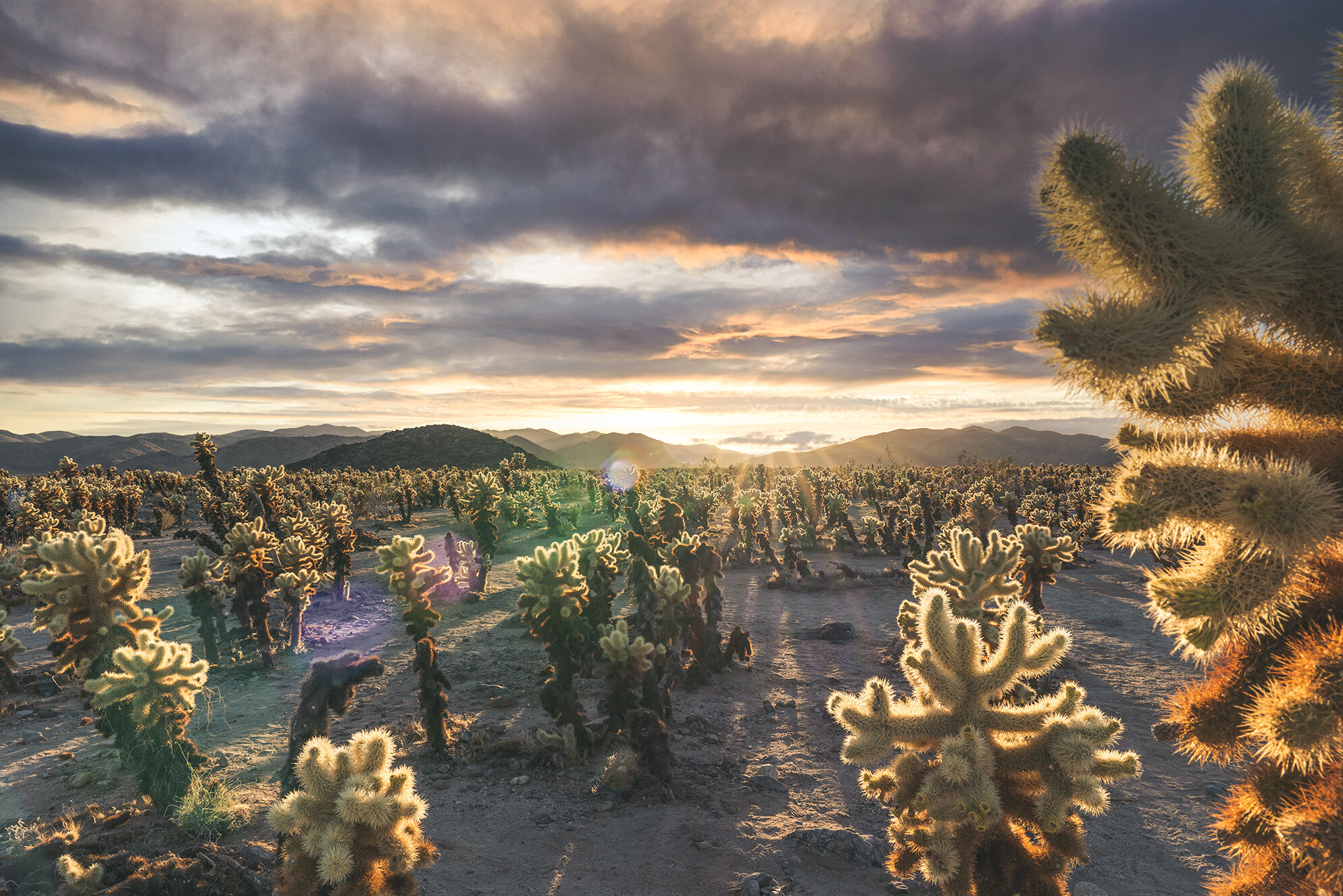 Sundown in the Cholla Garden