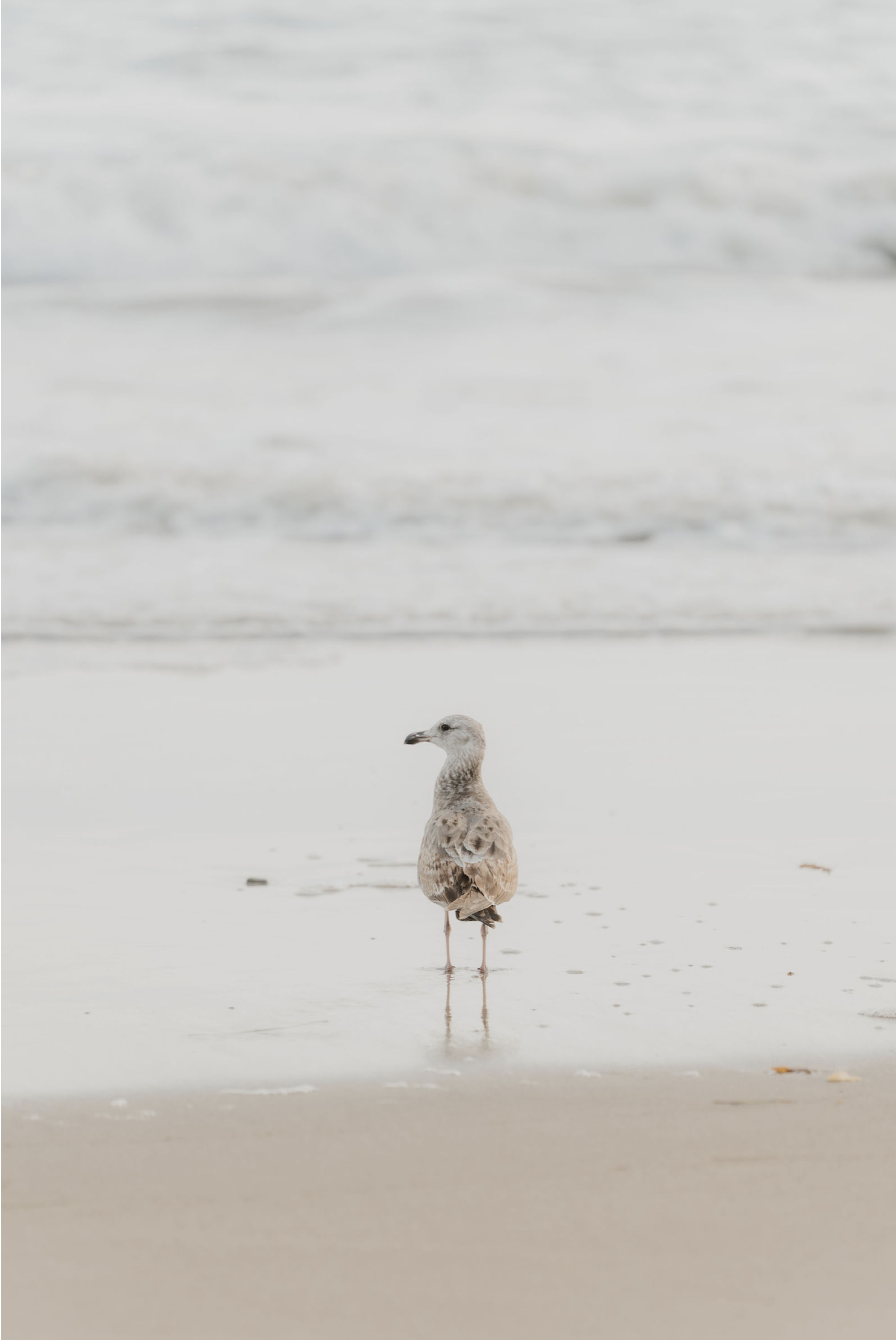 The Shore