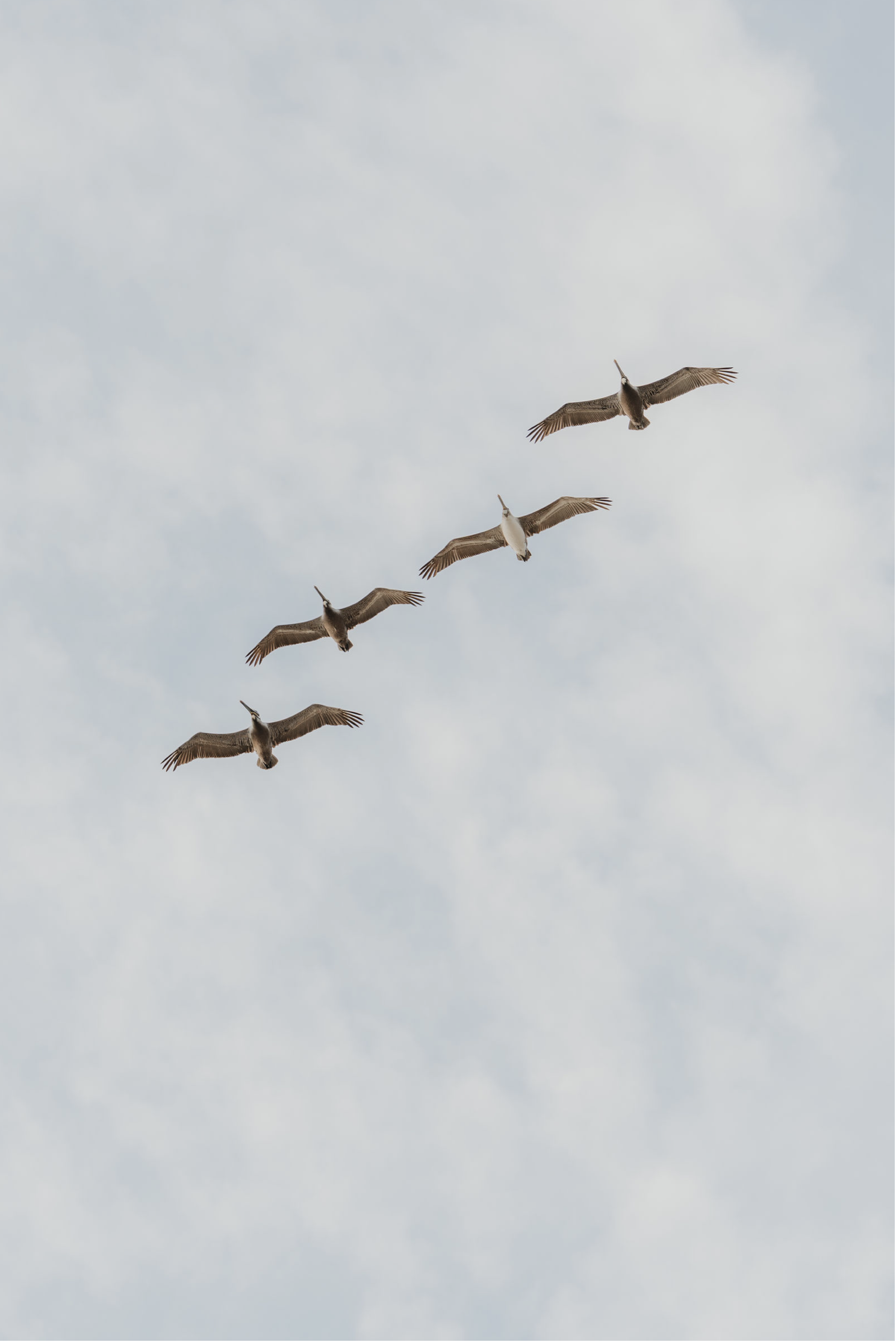 Soaring