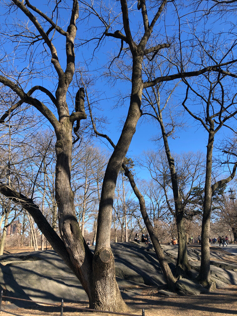 trees-of-central-park-mirena-rhee_02.jpg