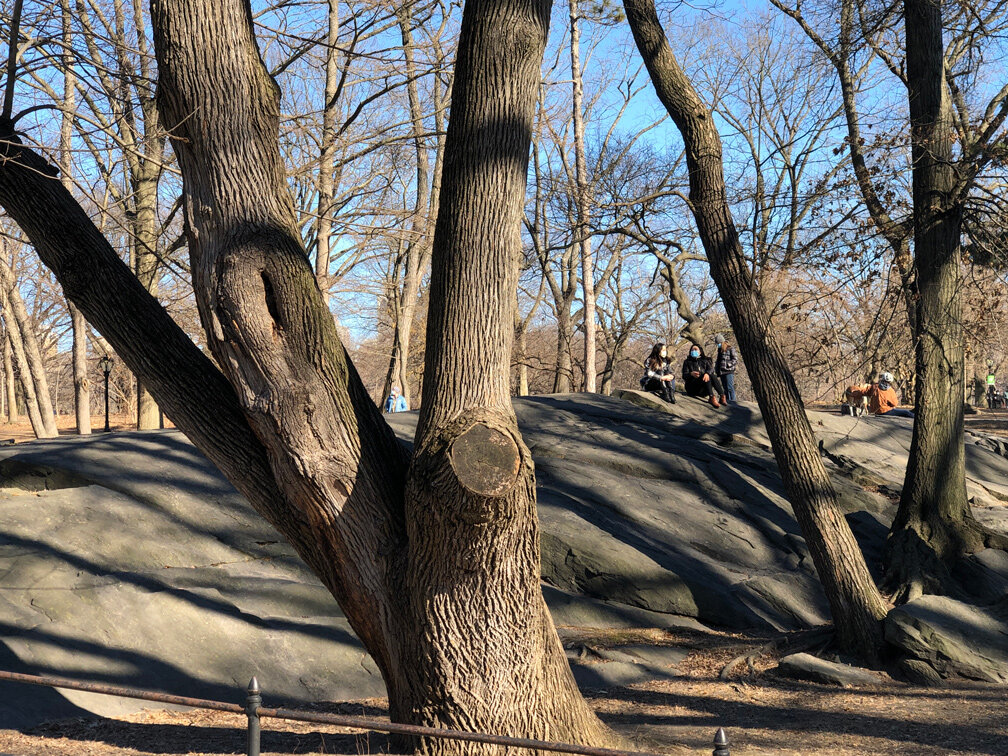 Trees of Central Park