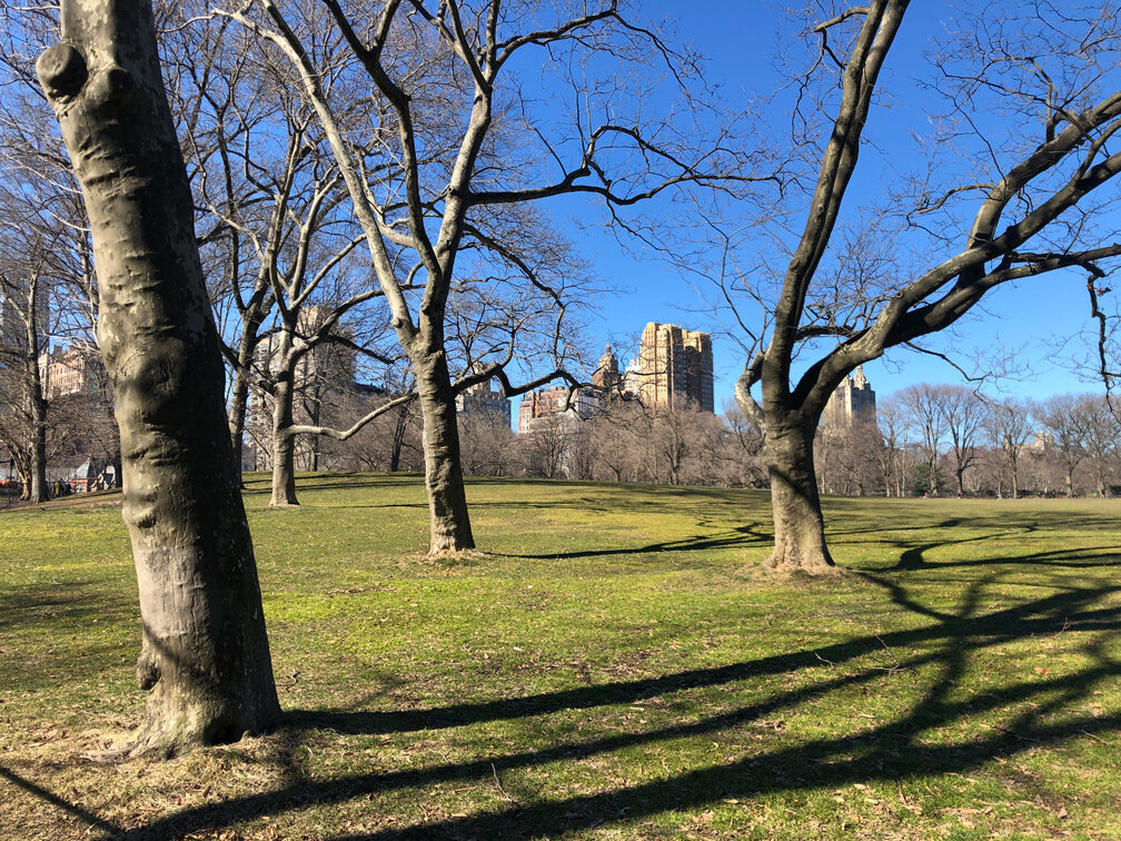 trees-of-central-park-mirena-rhee_04.jpg