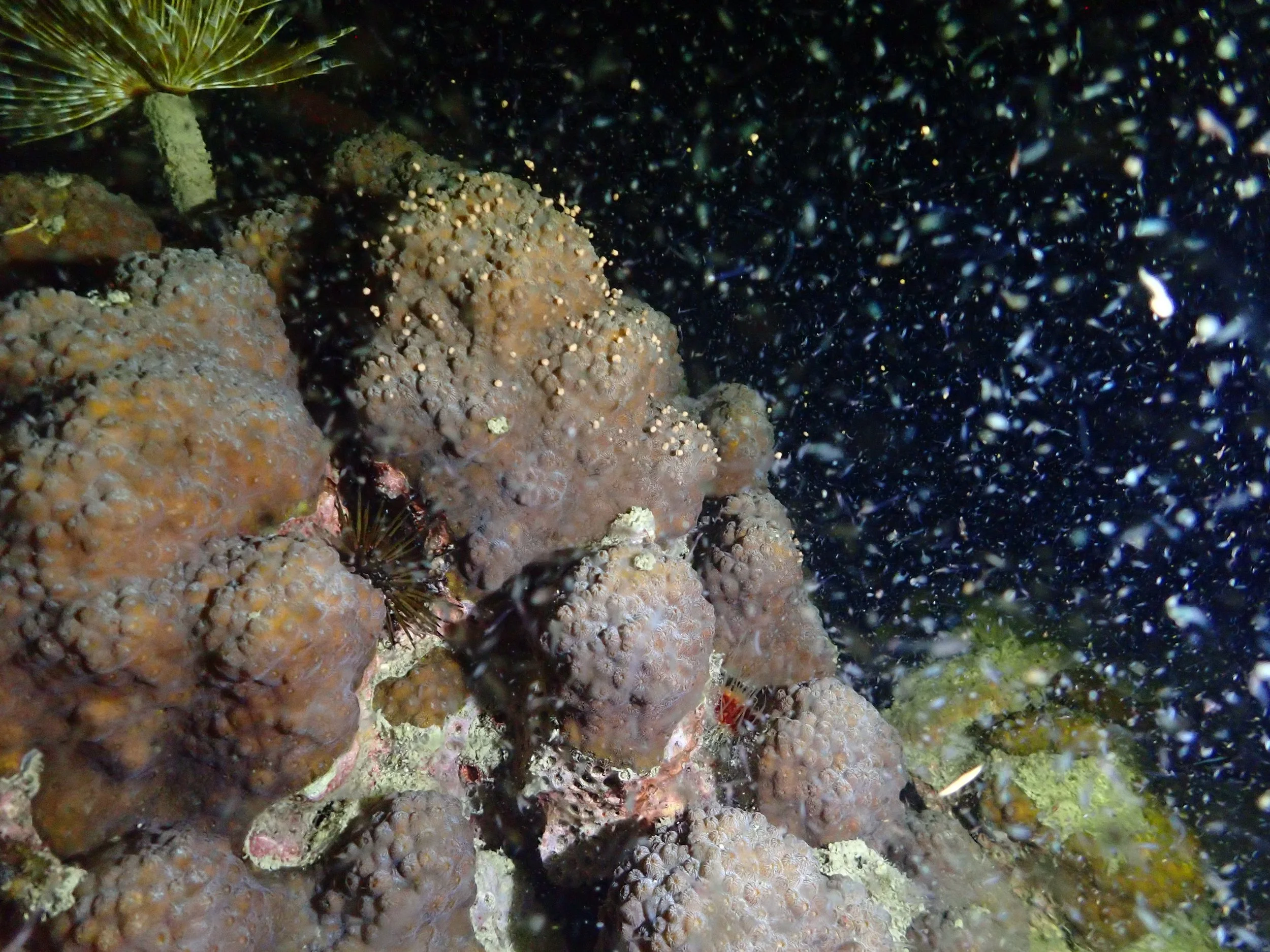 Krista_Coral Spawning in Boca Raton.JPG
