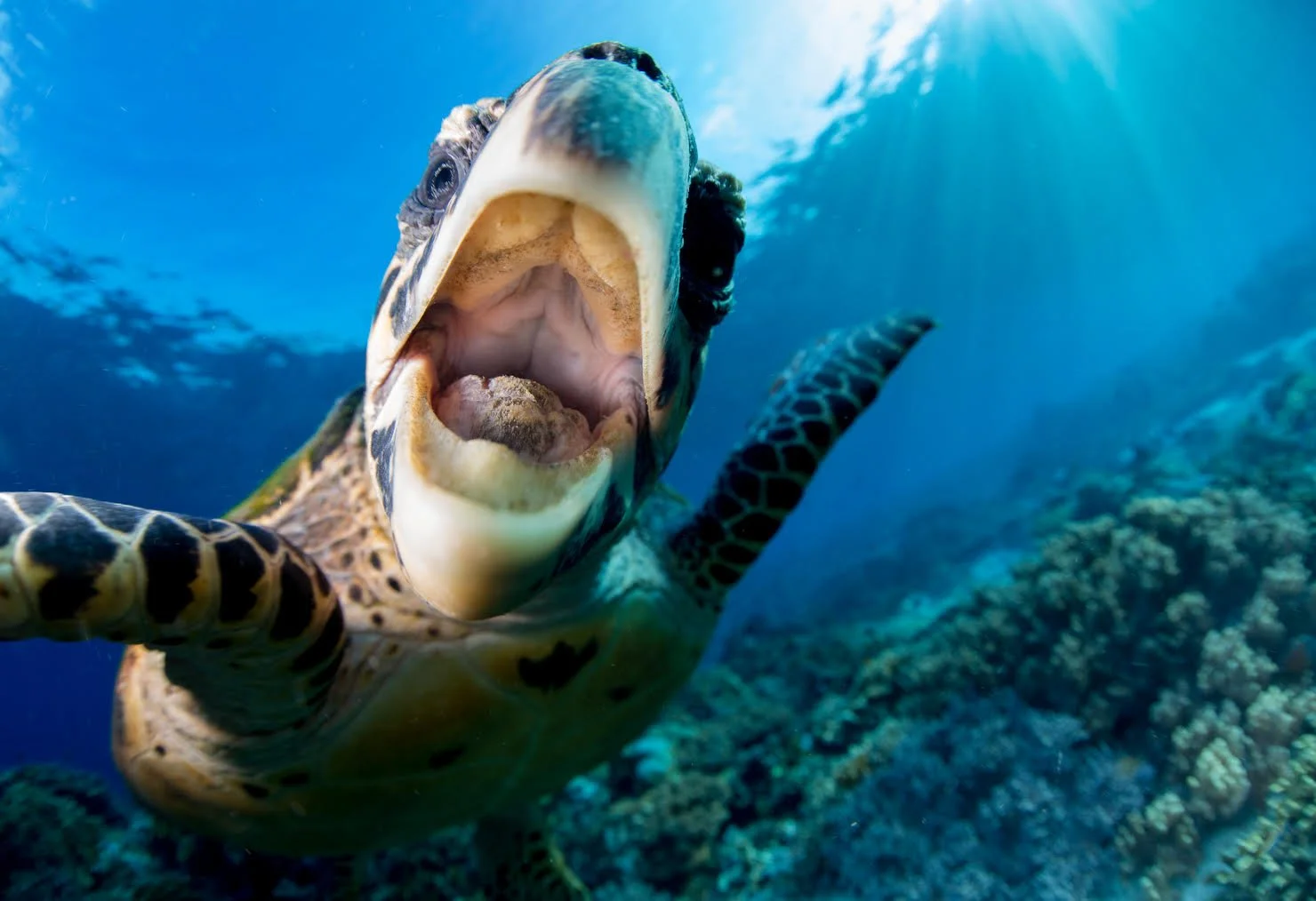 JULY SPEAKER: StePHEN Frink - Photographer, Publisher FOR DAN's Alert Diver Magazine, VIA ZOOM